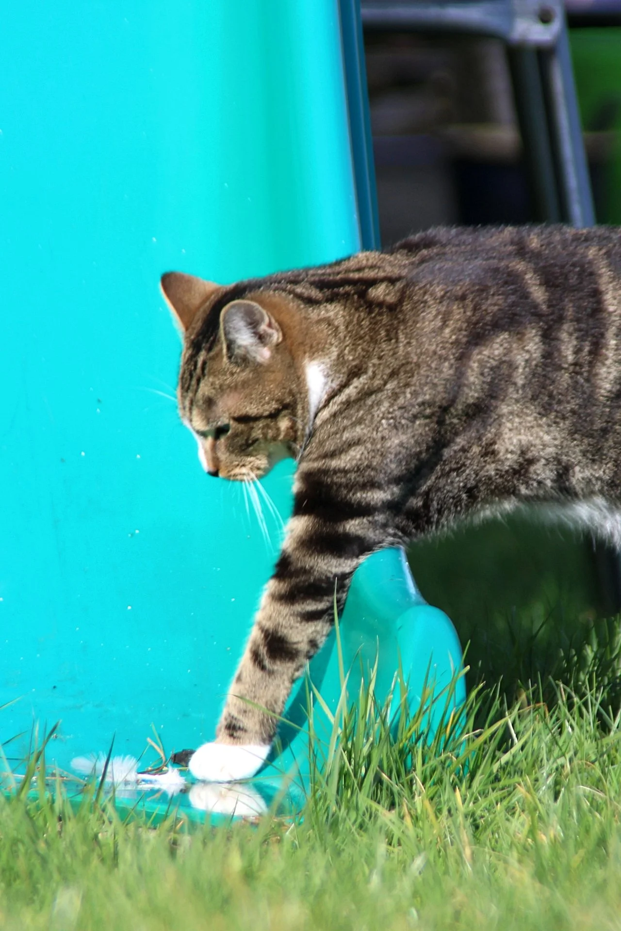 CATS 0138.jpg