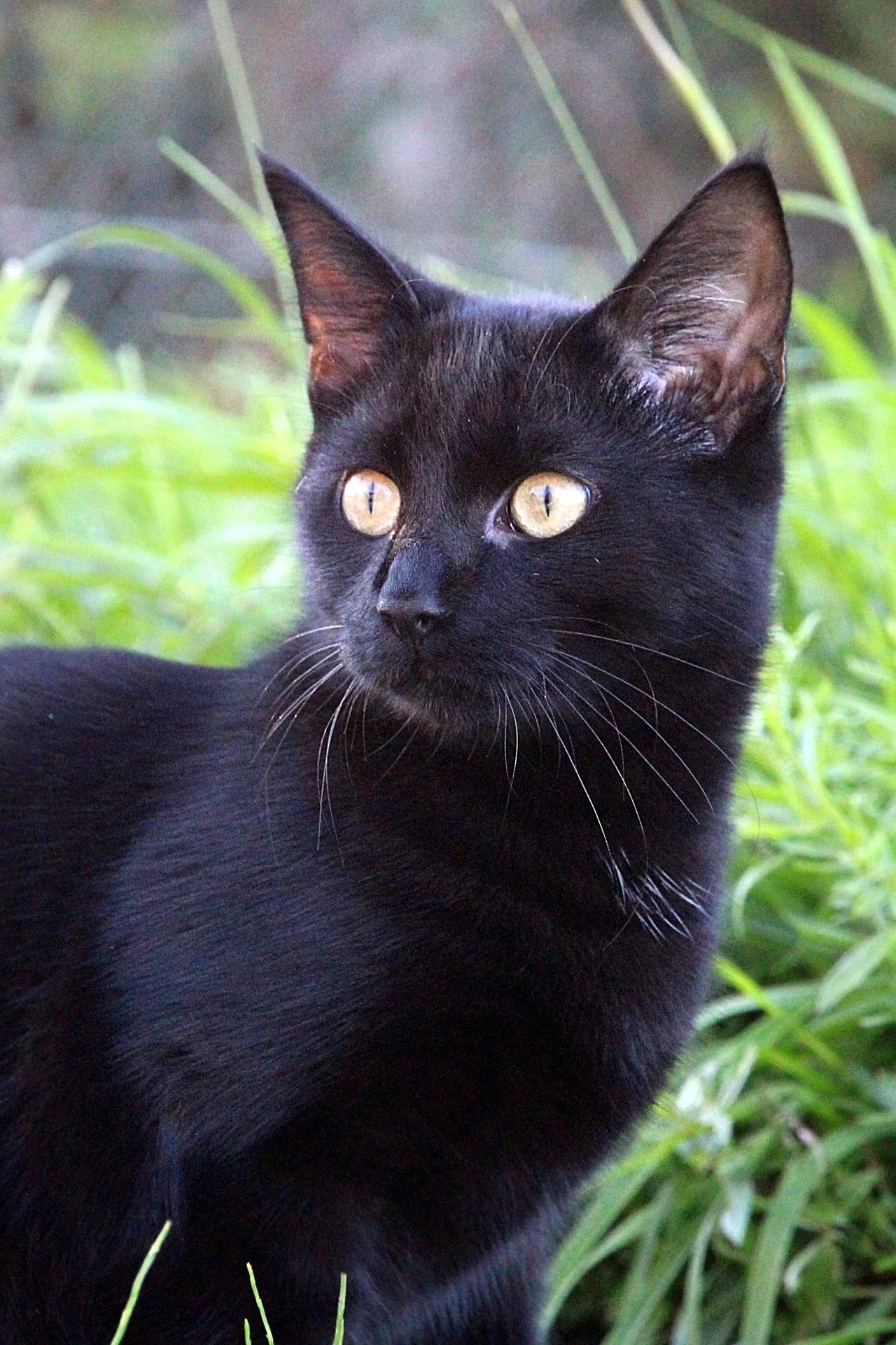 CATS 0230.jpg