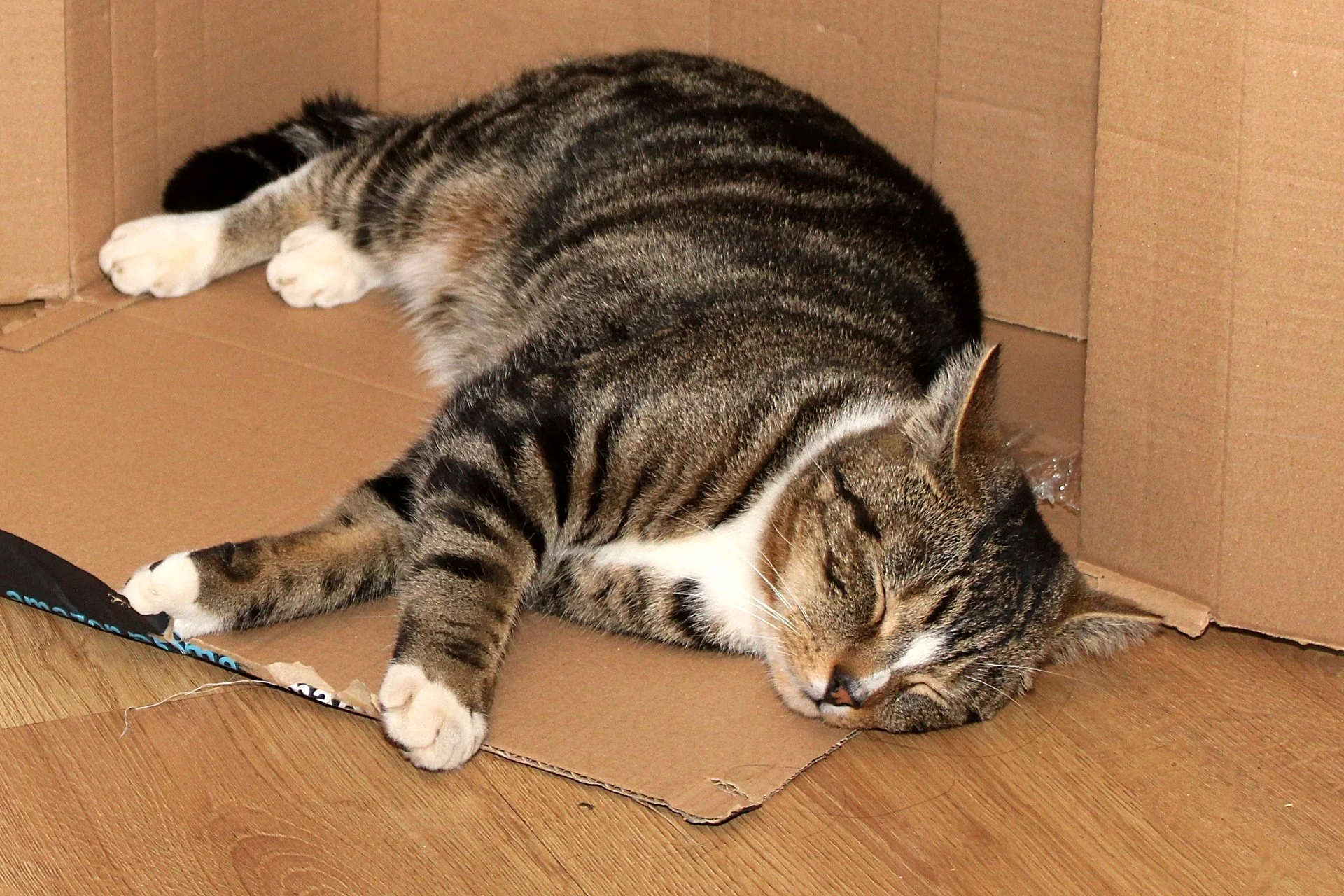 CATS 0210.jpg