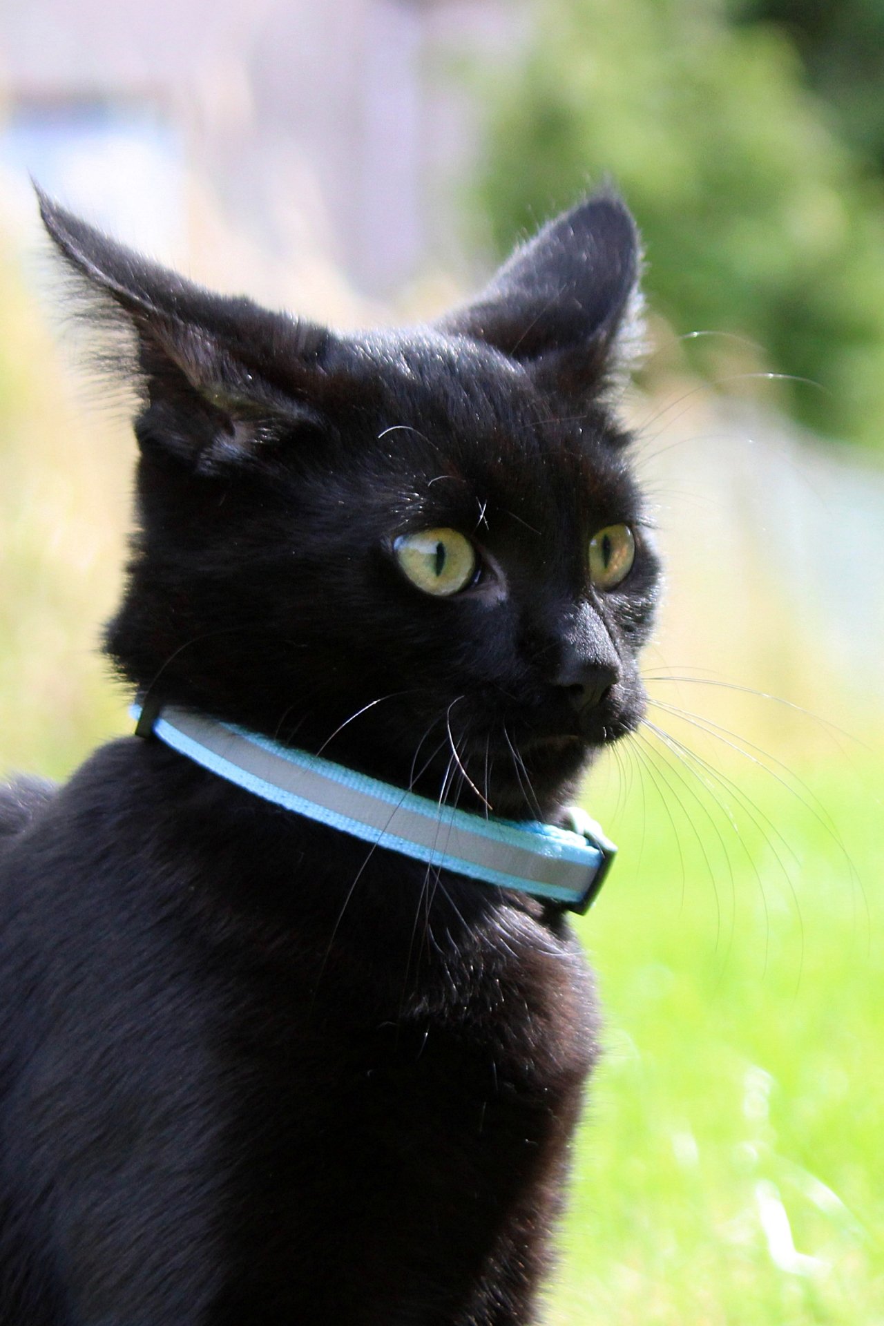 CATS 0233.jpg