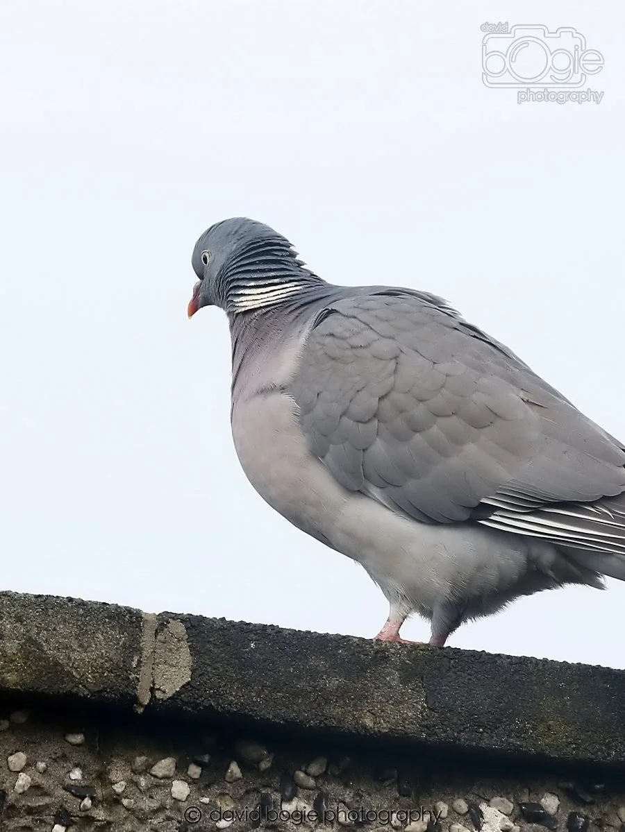 20260113 125322 Kirkcaldy 0057.jpg