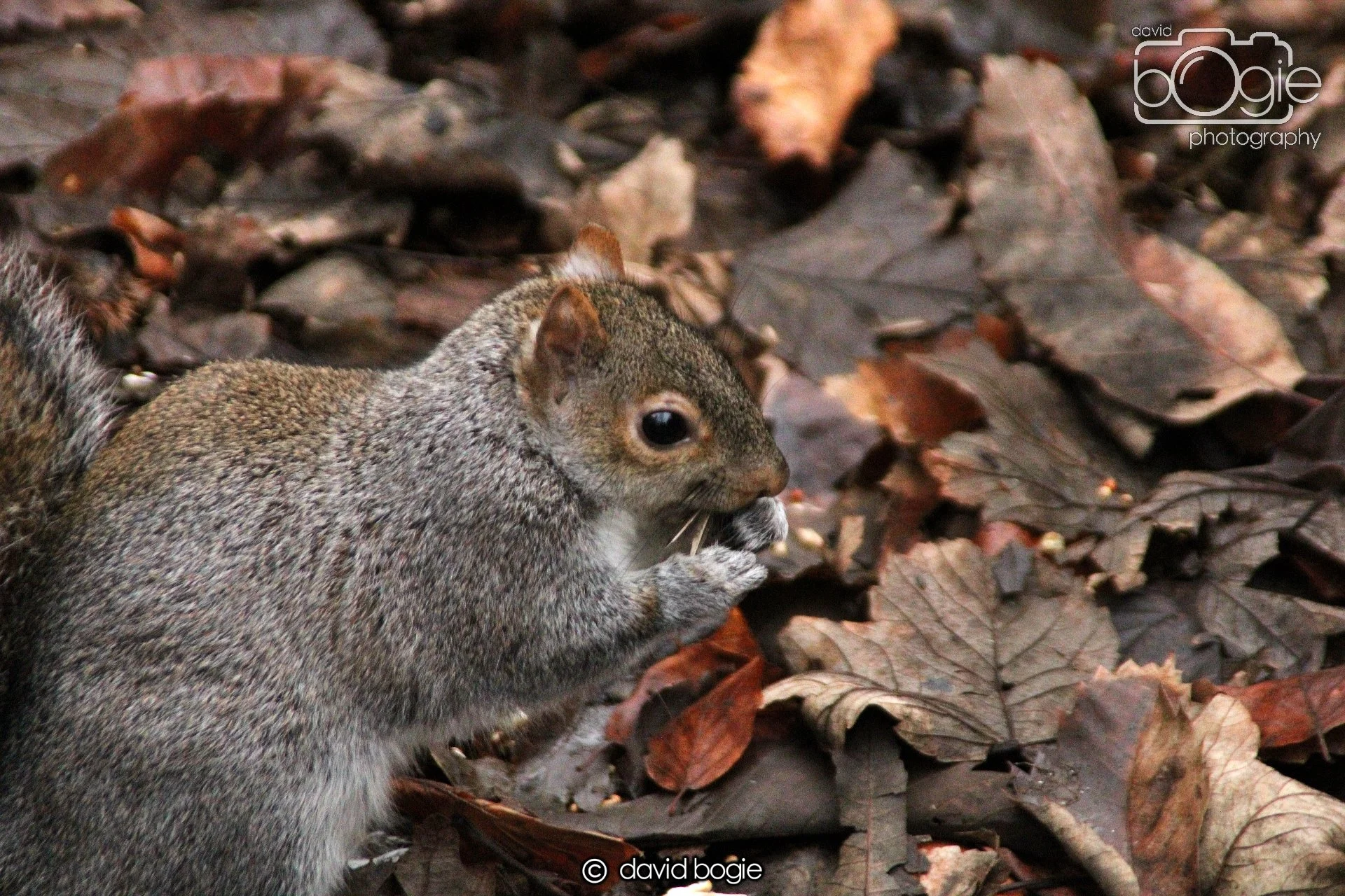 20220108 Dunfermline 00009.JPG