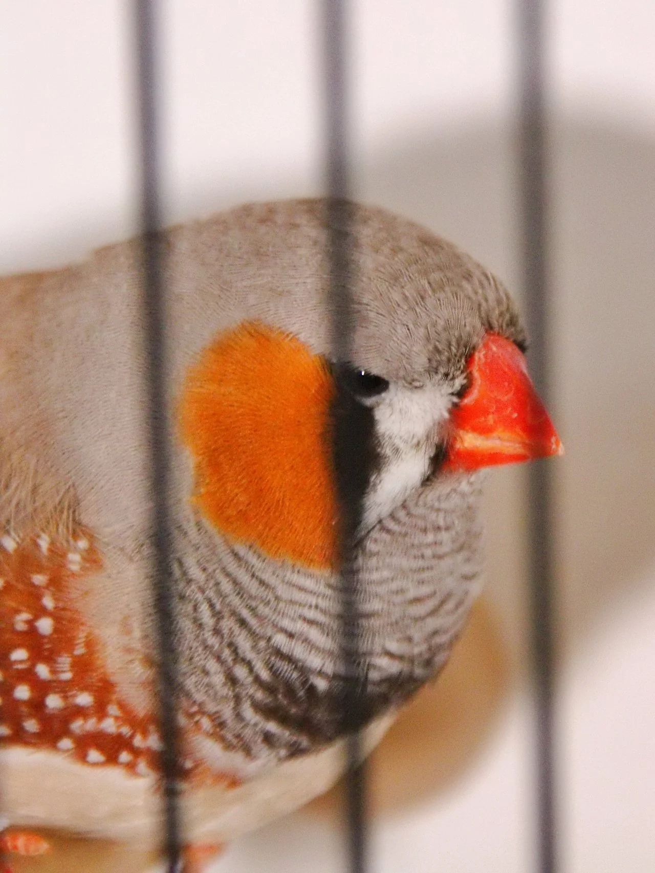 20241103 132425 MCBS Show 0555.JPG