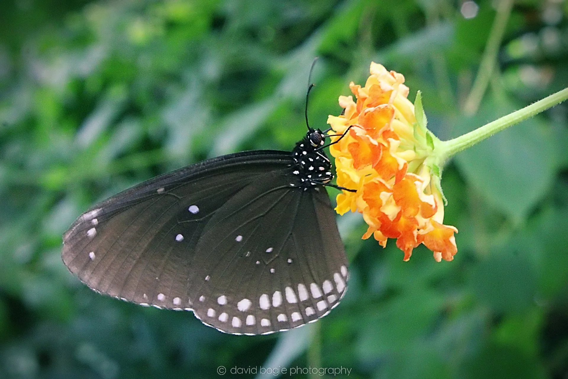 20191019 130319 Butterfly World 0037.jpg