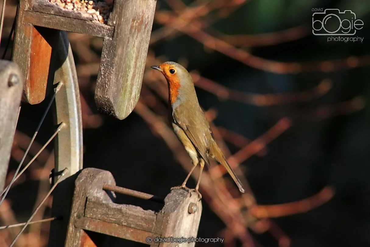 20251231 134514 Silverburn 0241.JPG