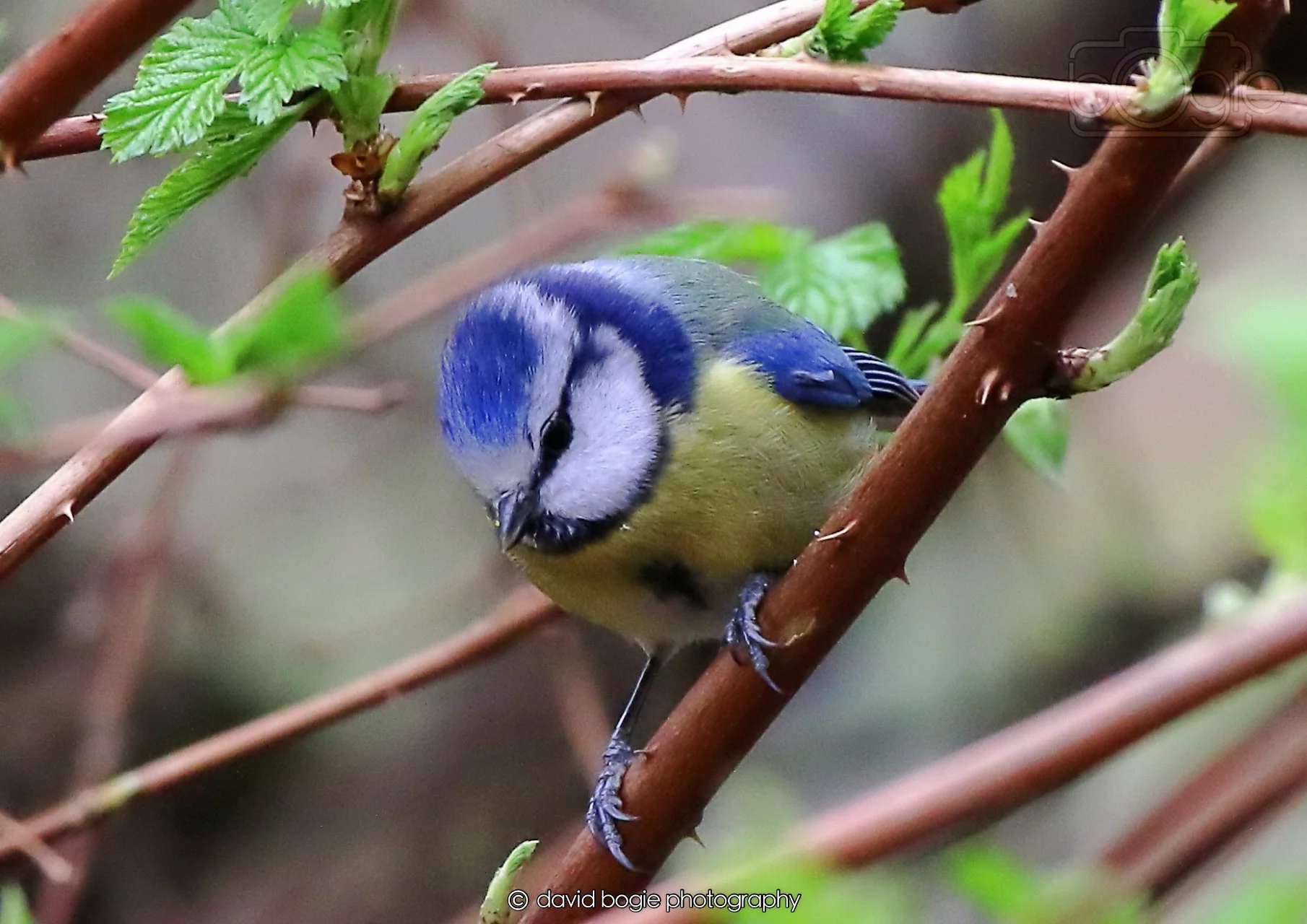 20260326 114341 Silverburn 0268.jpg