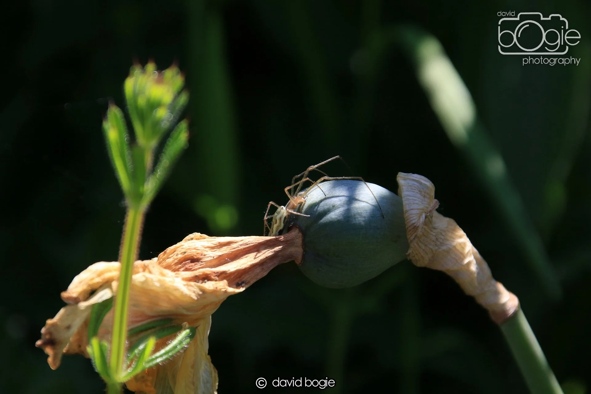 20250517 134548 Beveridge Park 0663.JPG