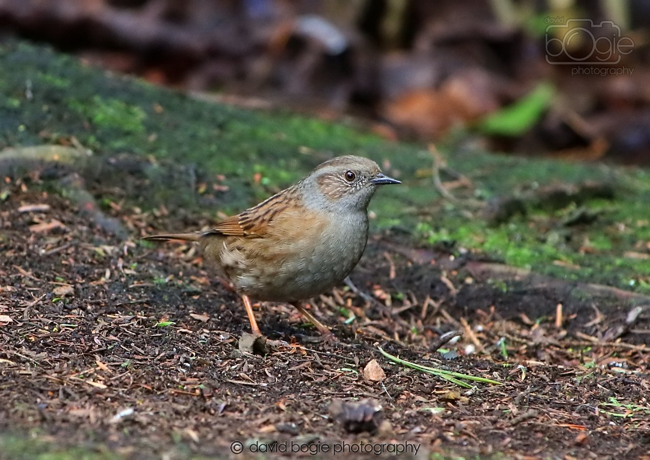 20260306 123150 Dunnikier 0693.jpg