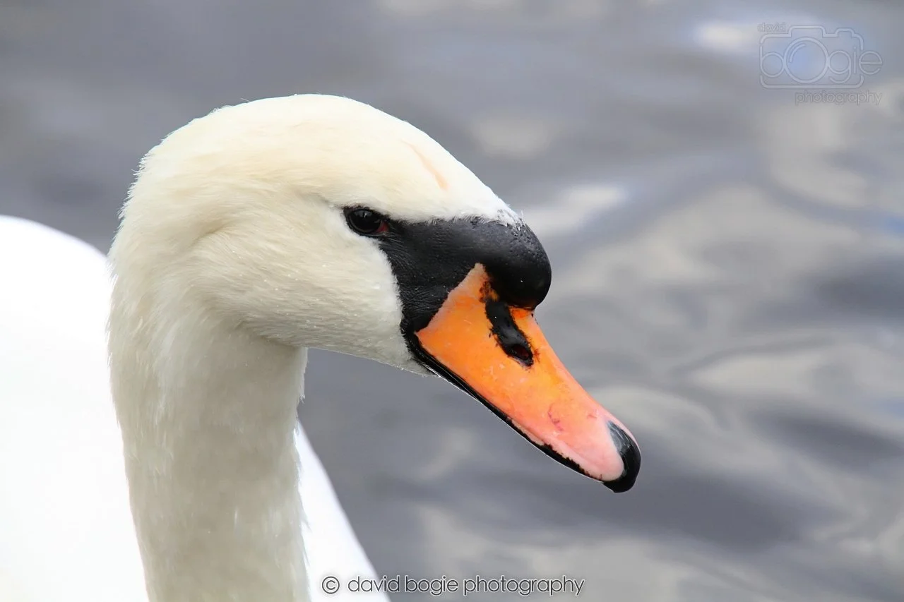SWAN044