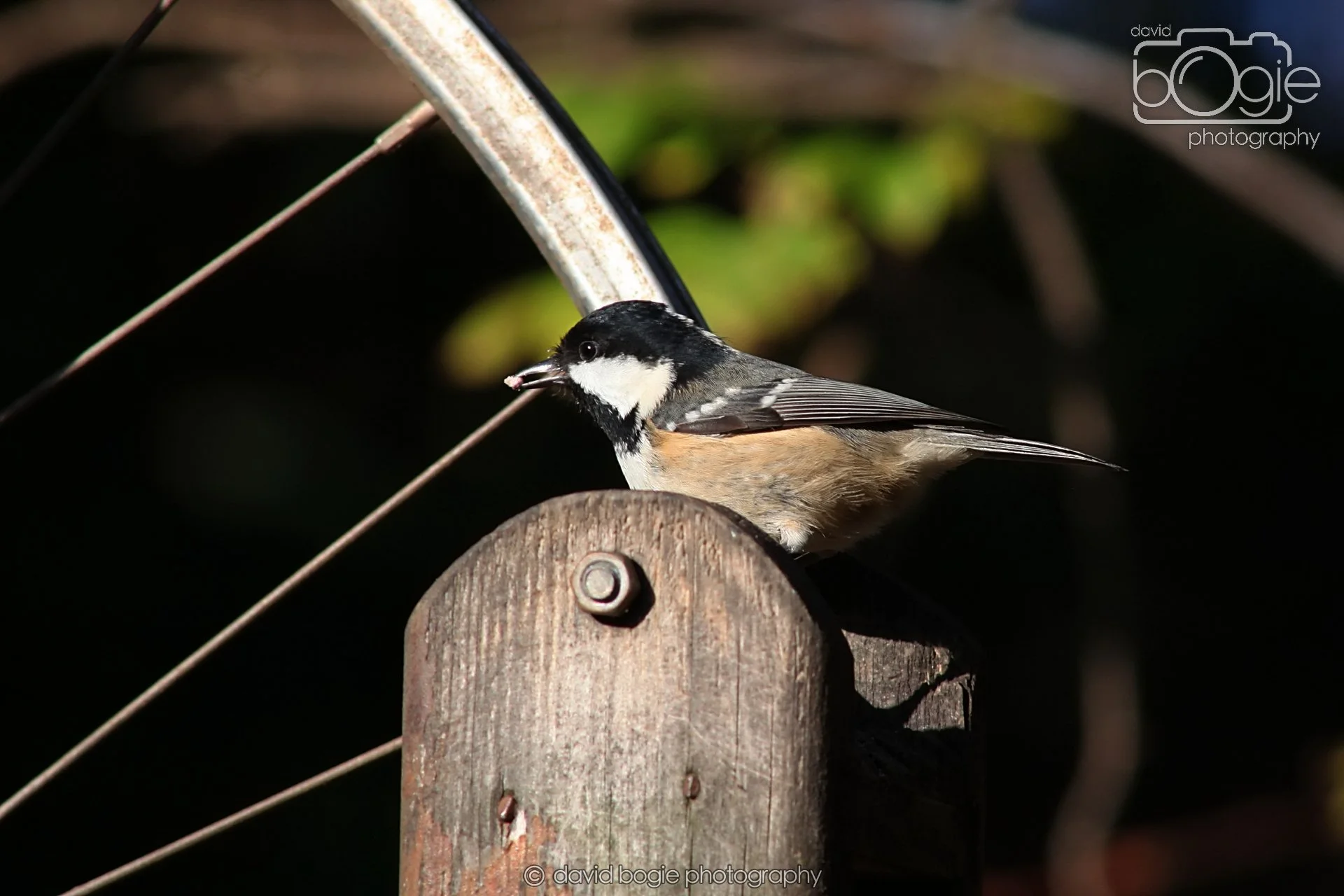 20251125 134222 Silverburn 0157.JPG