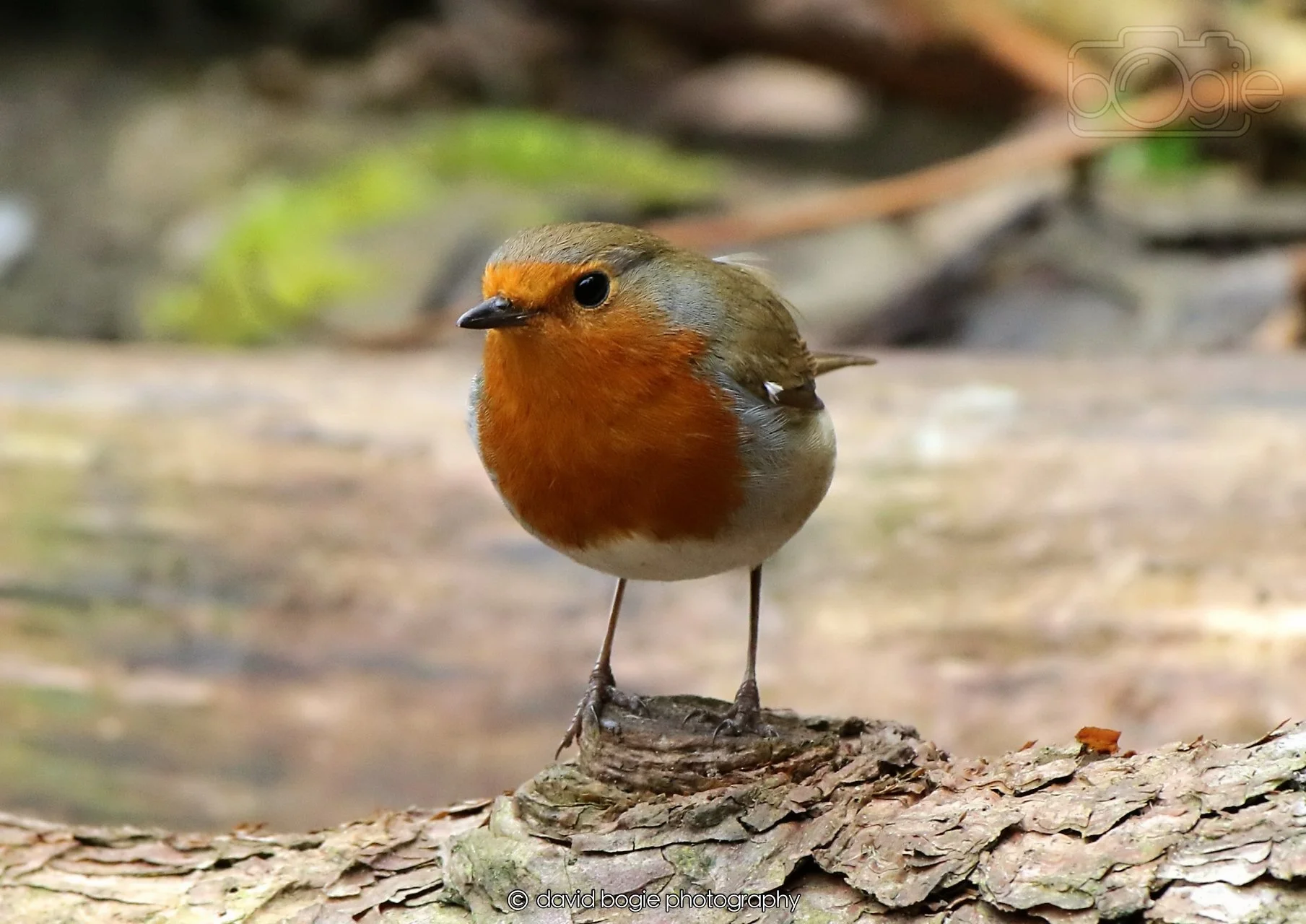 20260326 112307 Silverburn 0083.jpg