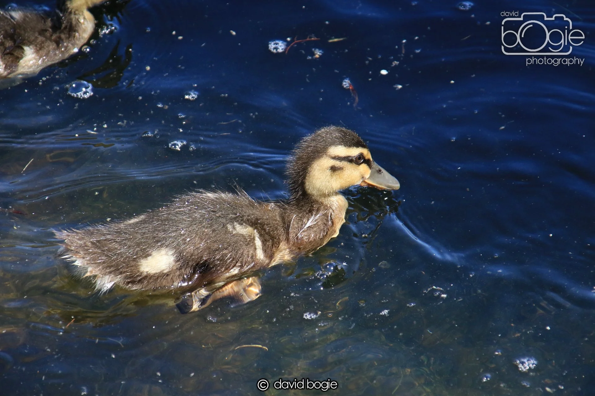 20250517 133301 Beveridge Park 0613.JPG