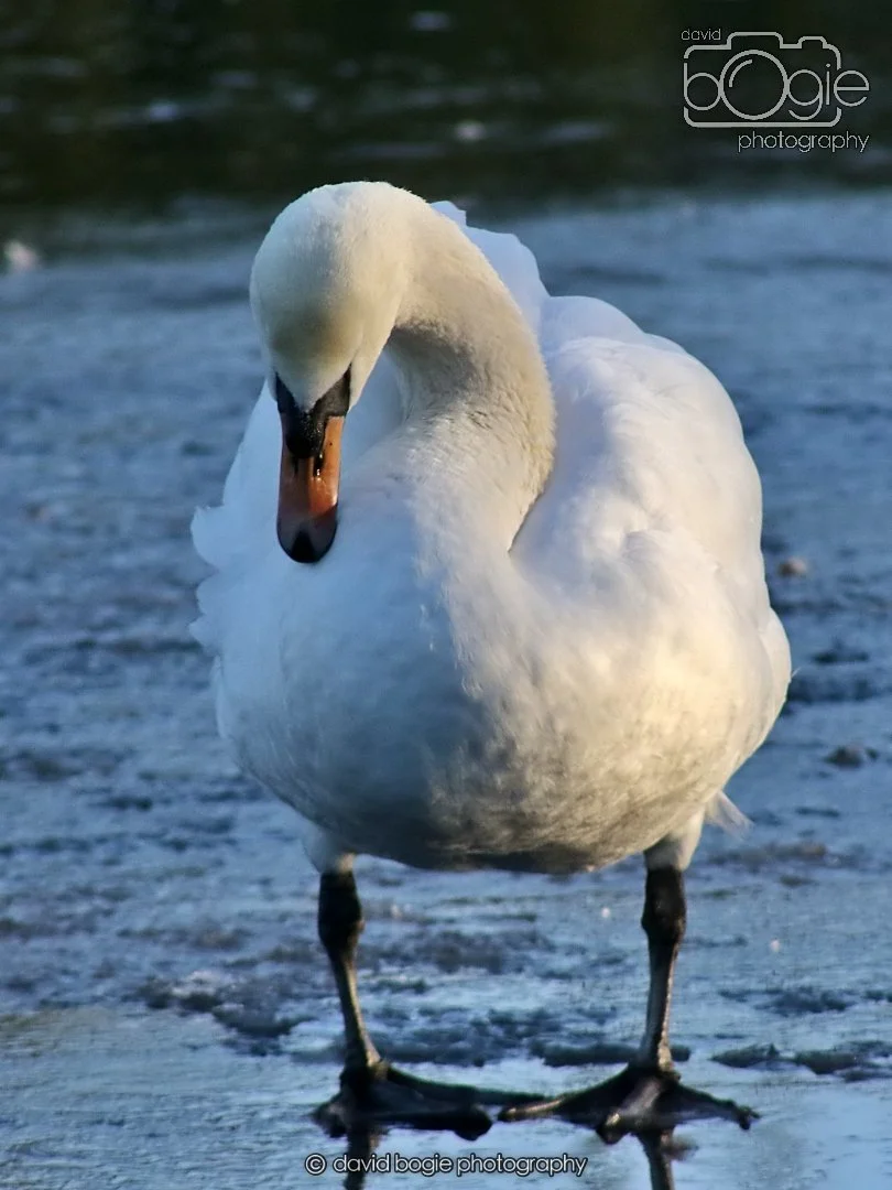 20260103 111918 Beveridge Park 0027.JPG