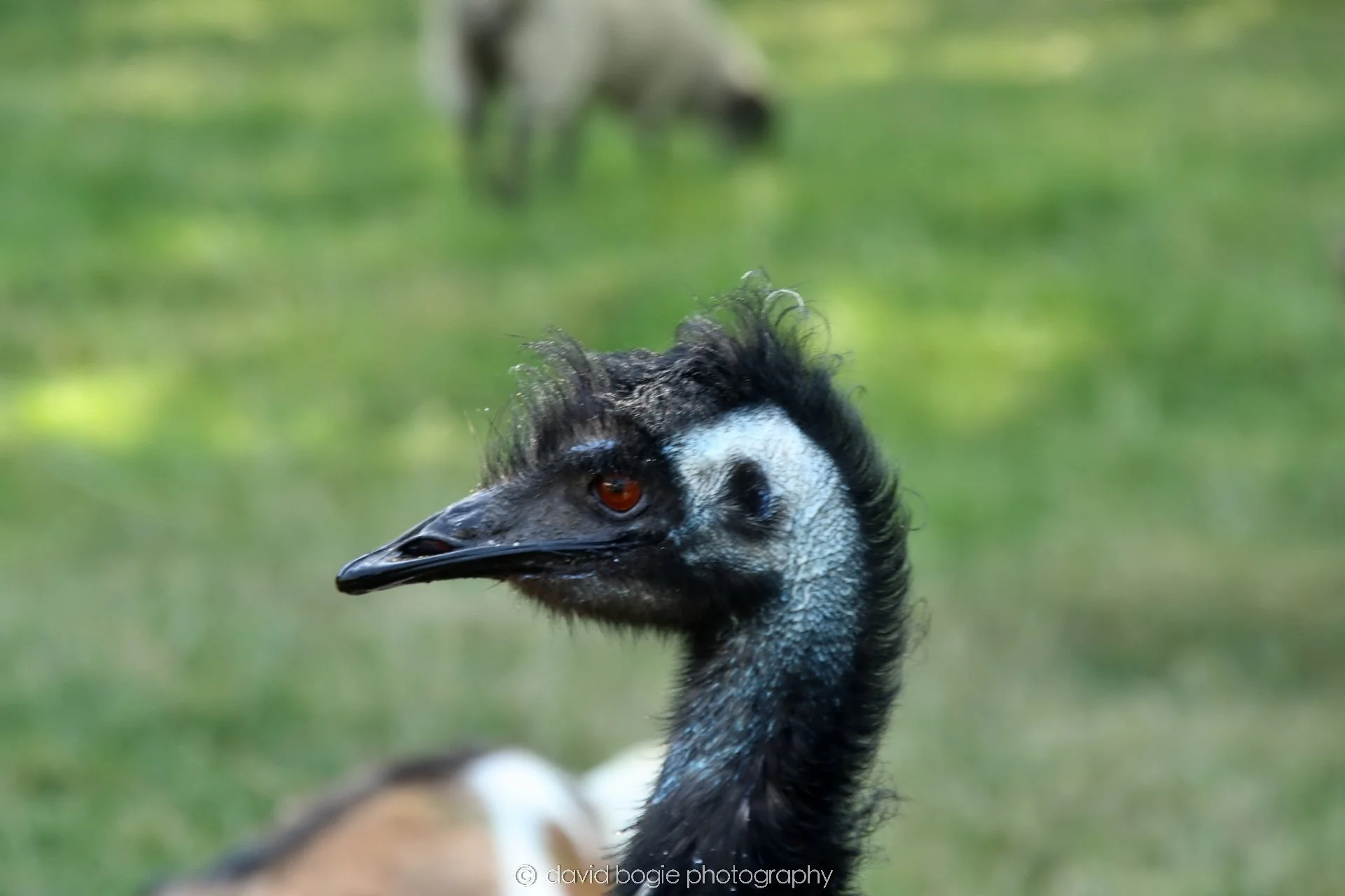 YEAR20250813 134004 Buffallo Farm 0191.jpg