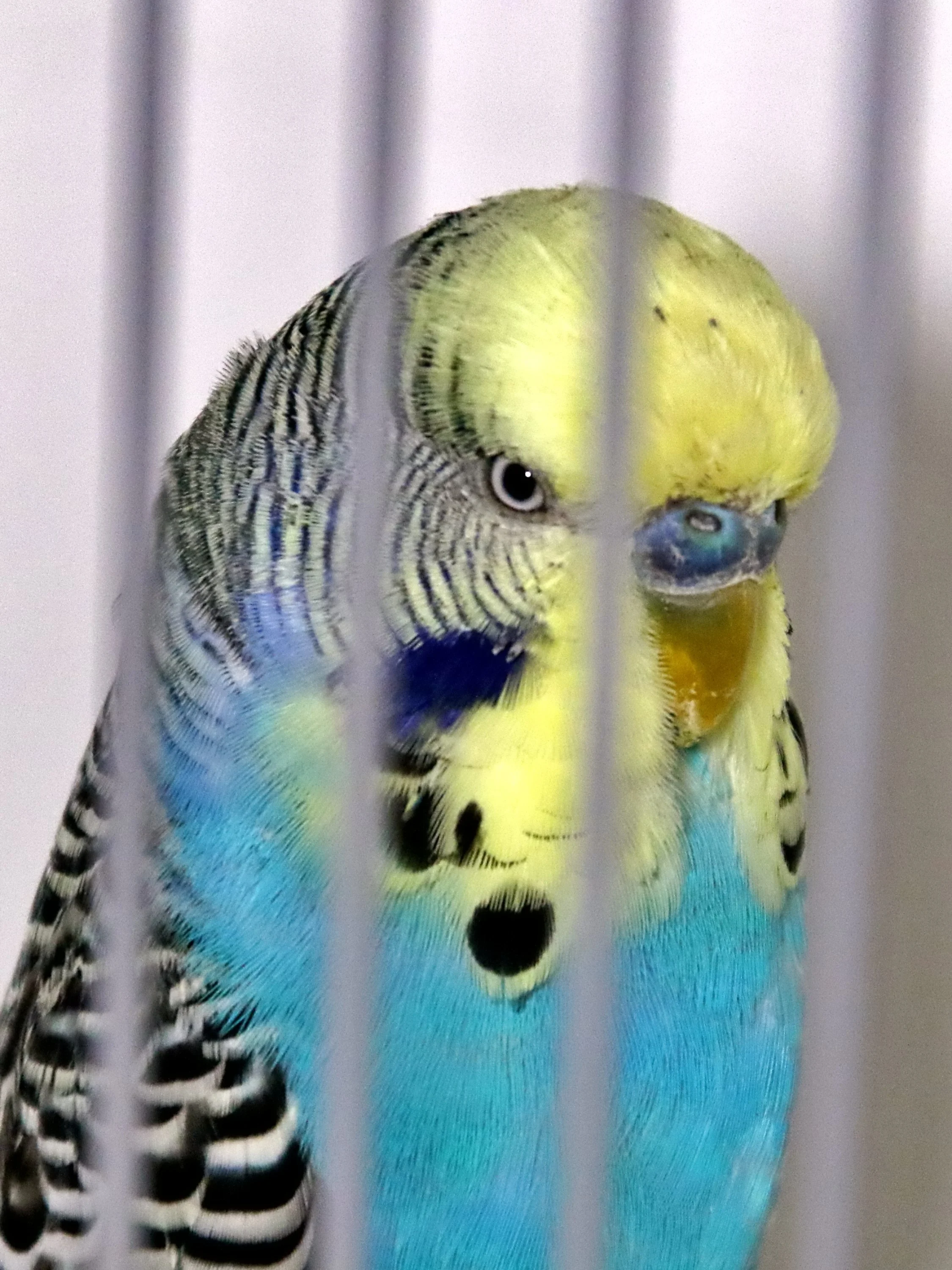 20251102 125532 Markinch CBS  0626.JPG