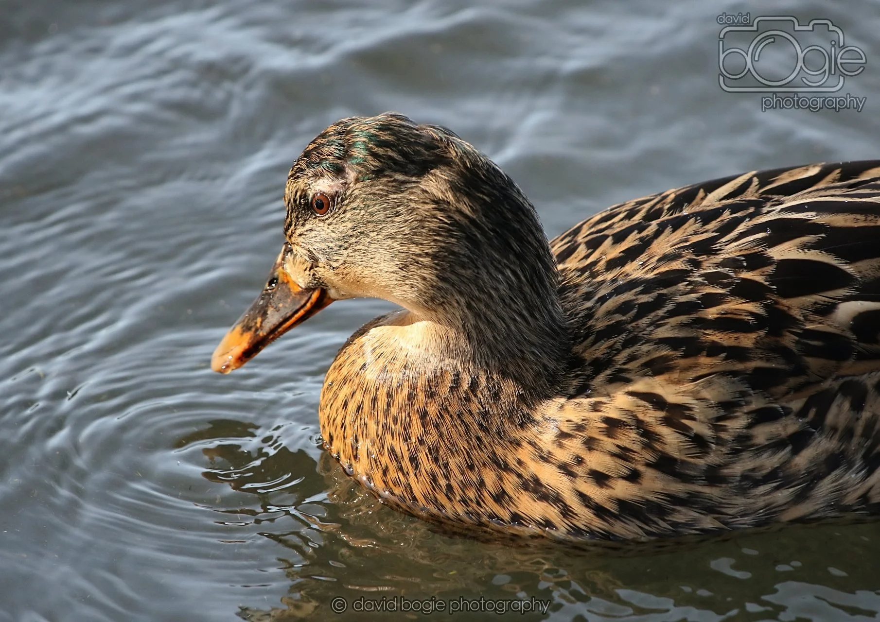 20260319 133319 Beveridge Park 0470.jpg