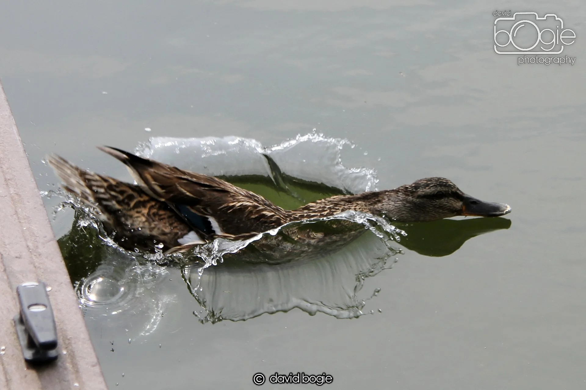 20230618 Kinghorn Loch 122541 0353.jpg