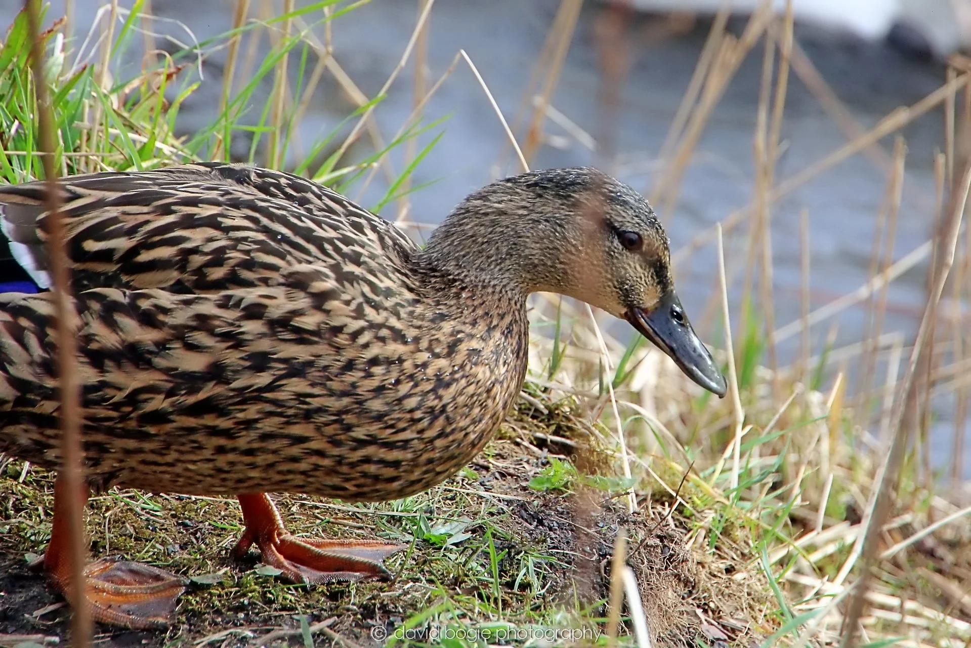 YEAR20240316 144314 Lochore Meadows 0014.jpg