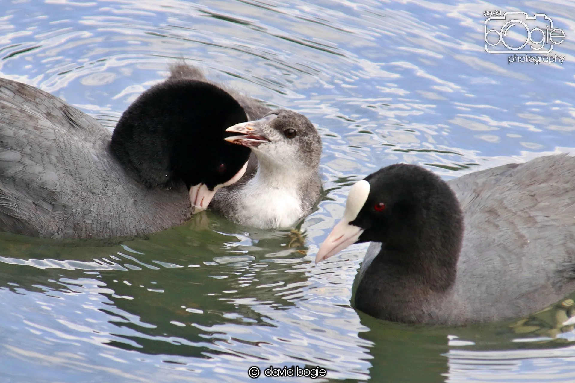 20250613 121850 Beveridge 0074.JPG