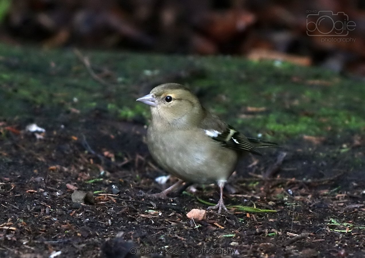 20260306 114556 Dunnikier 0250.jpg