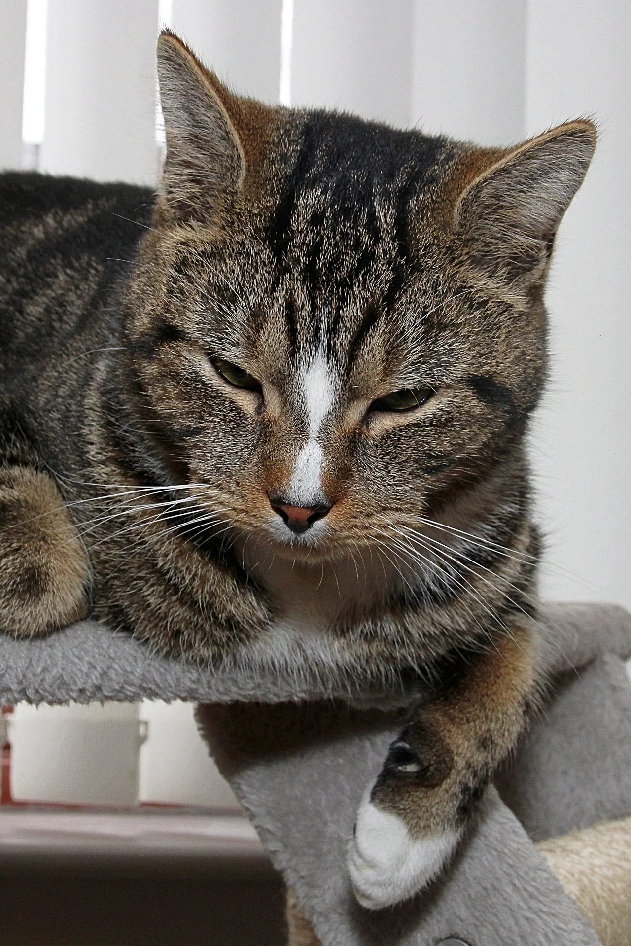 CATS 0305.jpg