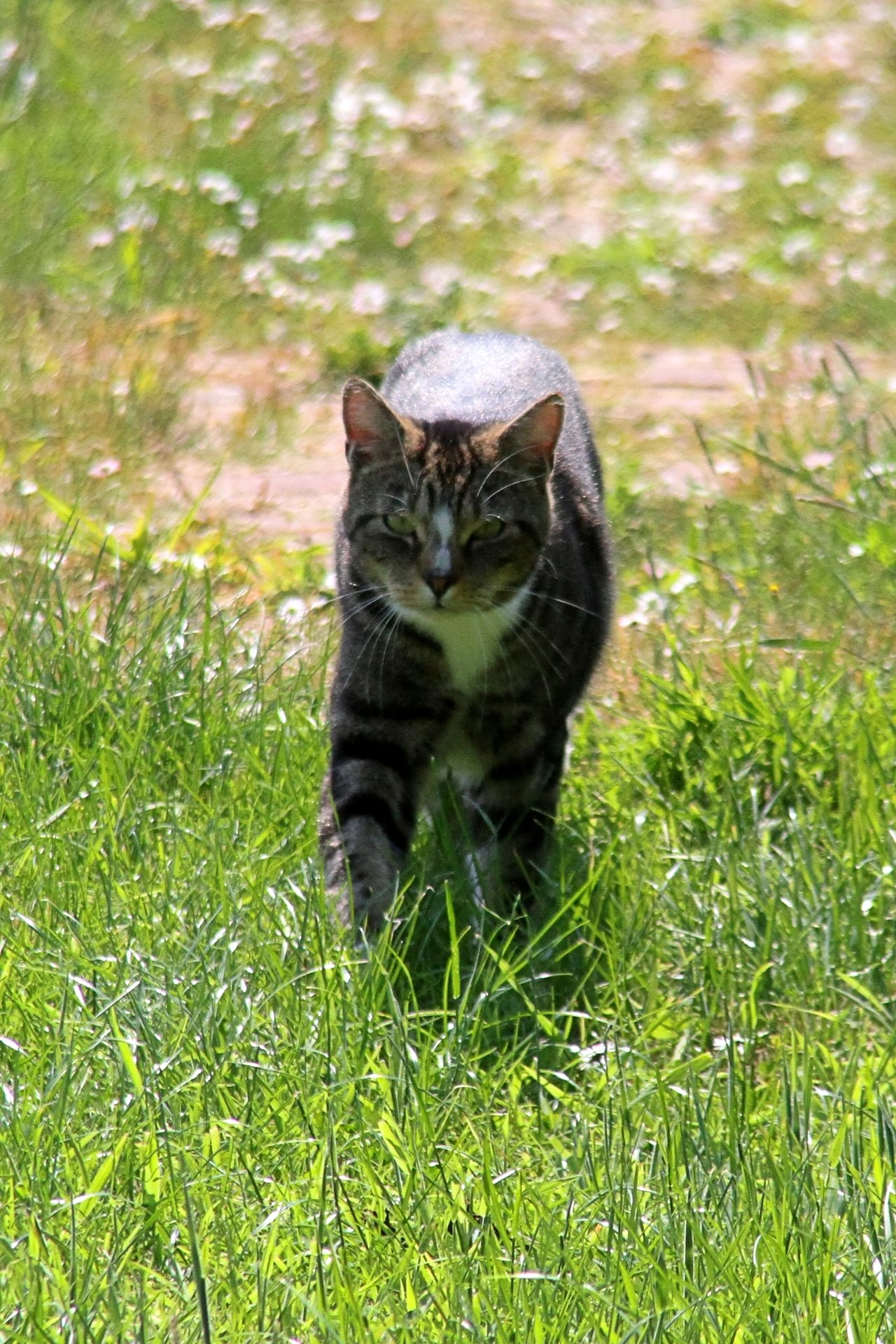 CATS 0425.jpg