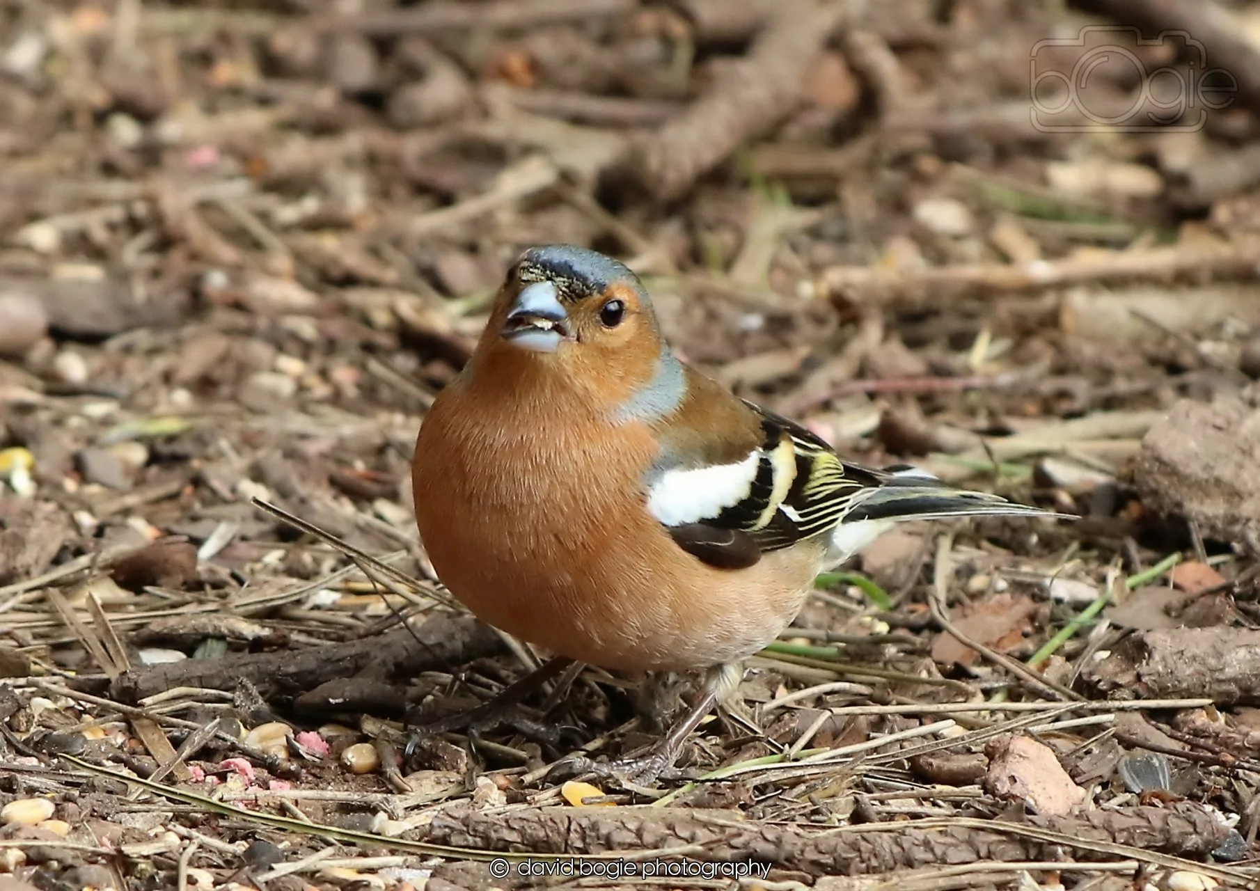 20260326 120307 Silverburn 0331.jpg