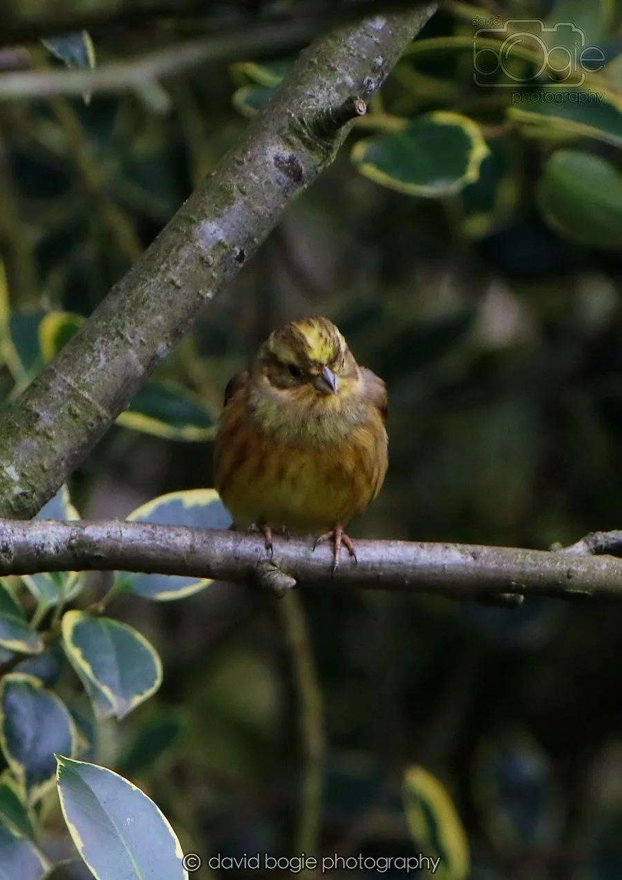 20260215 130445 Silverburn 0036.jpg