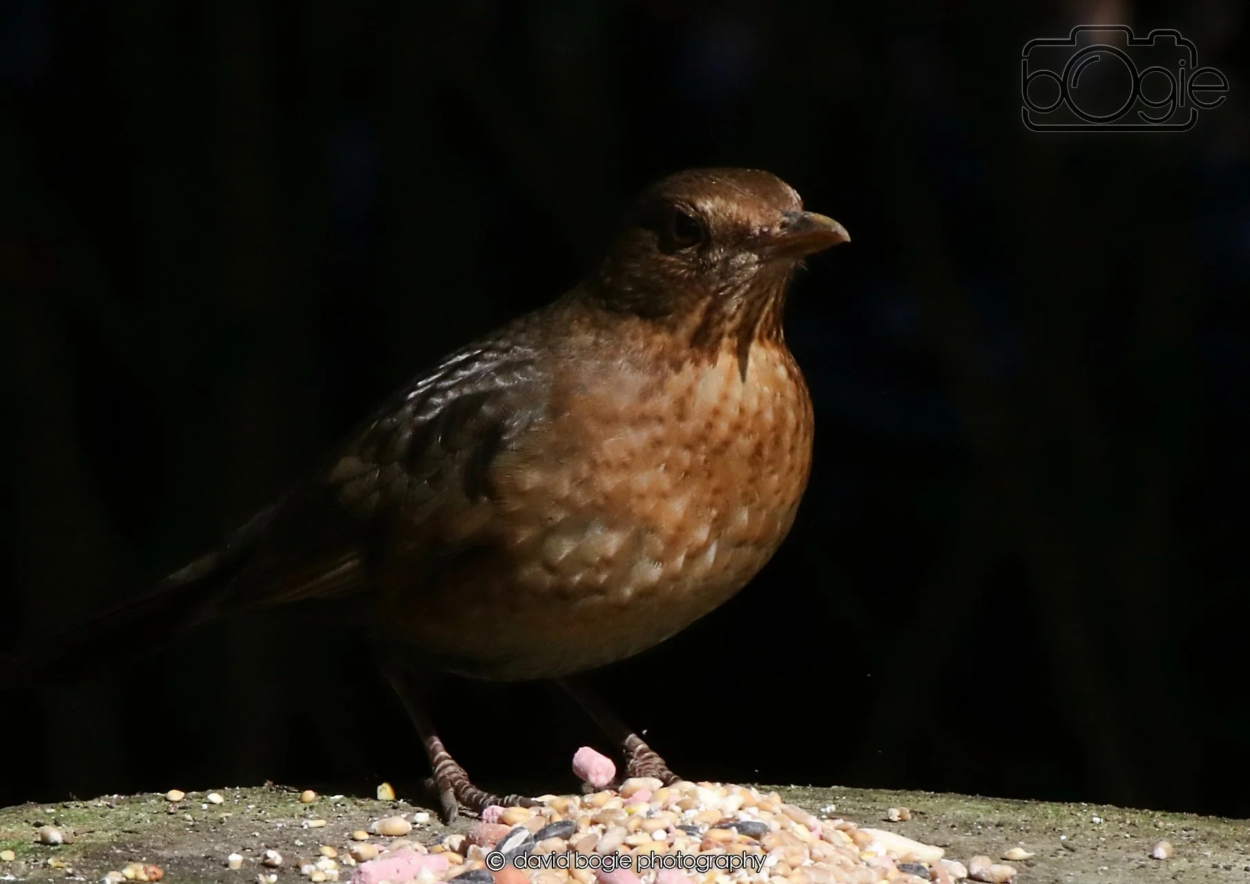 20260403 121352 Dunnikier 0057.jpg