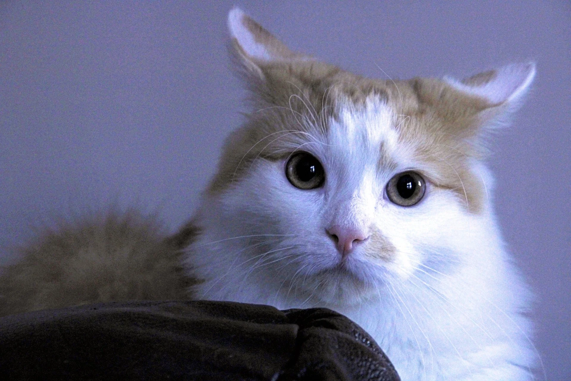 CATS 0449.jpg