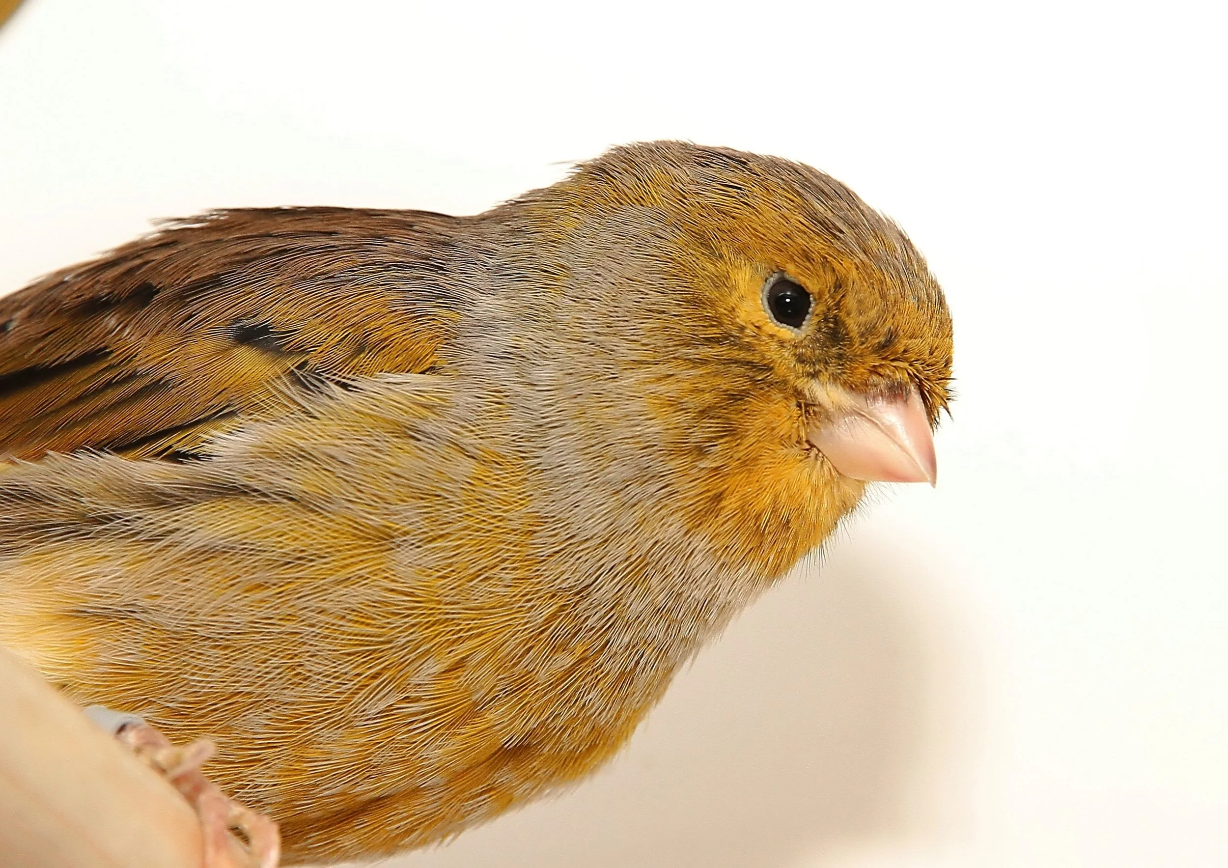 20260331 111626 K&S 0408.jpg