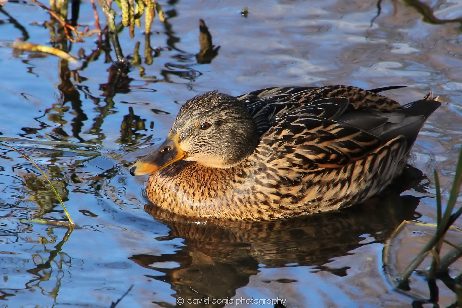 YEAR20240207 Lochore Meadows 0377.jpg