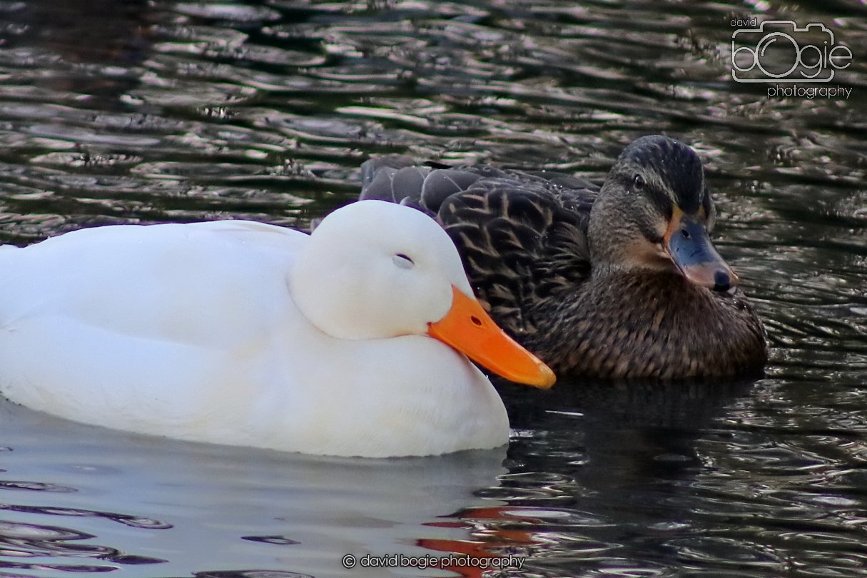 20260103 112006 Beveridge Park 0034.JPG