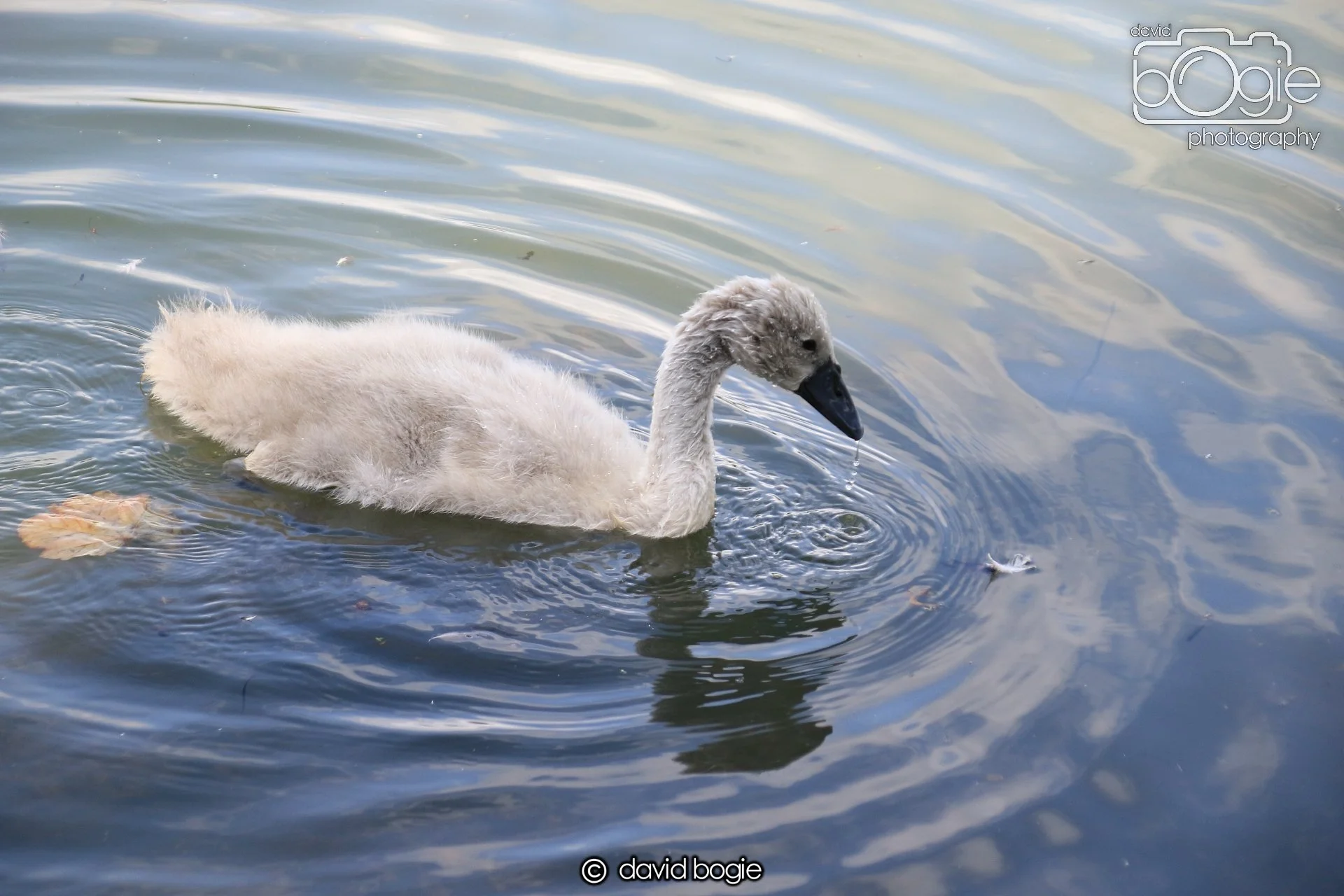 20250613 114700 Beveridge 0030.JPG