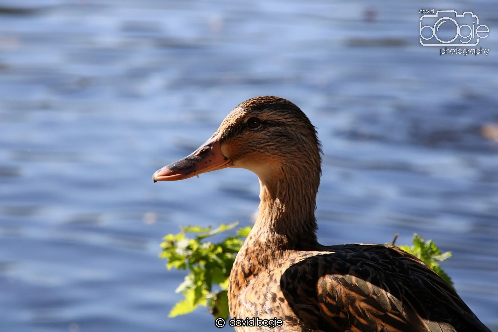 20240918 144702 Beveridge 0329.JPG