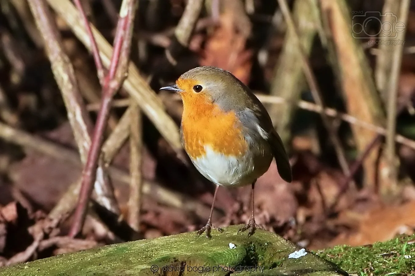 20260128 133817 Dunnikier 0234.jpg