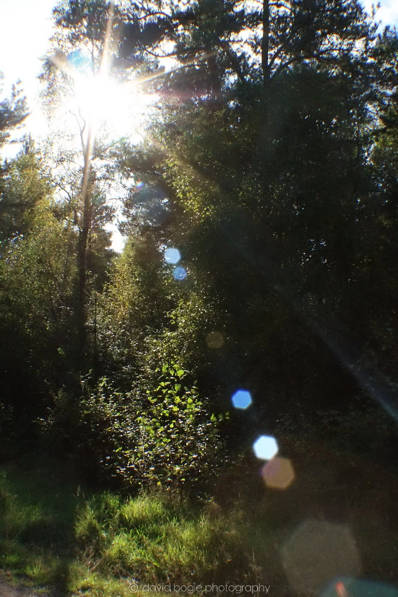 20191002 152438 Tentsmuir 0030.jpg