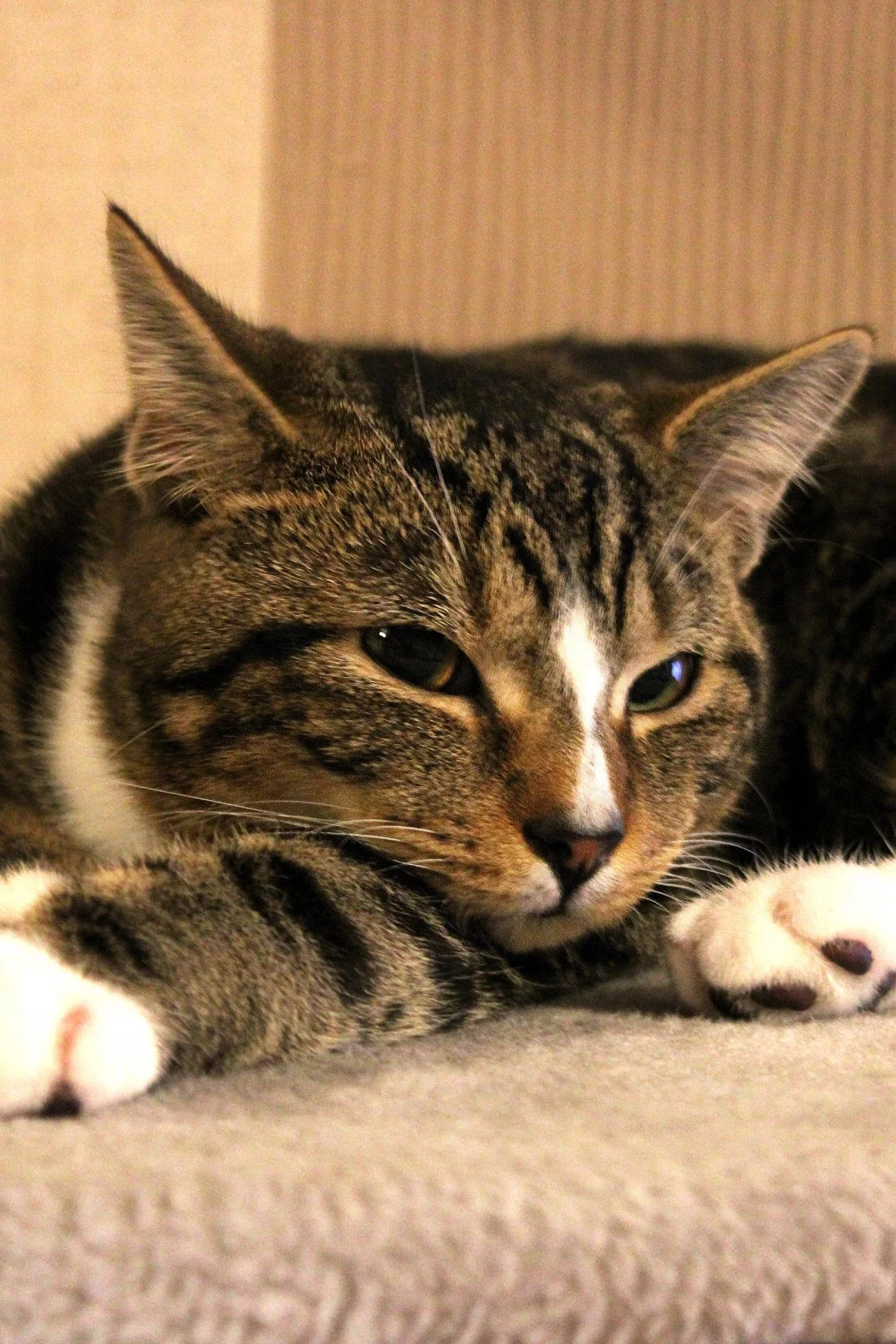 CATS 0124.jpg