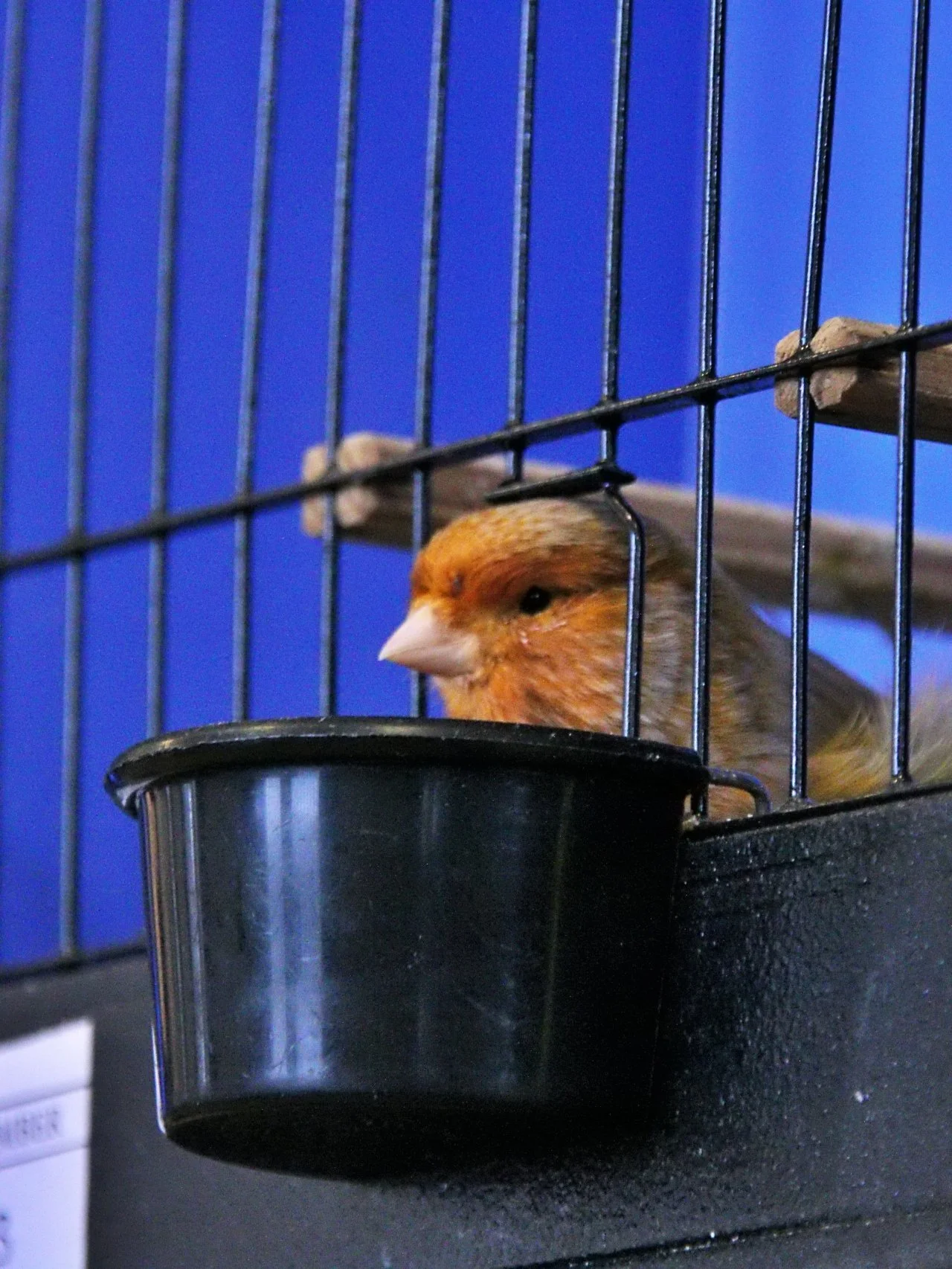 20241103 135153 MCBS Show 0673.JPG