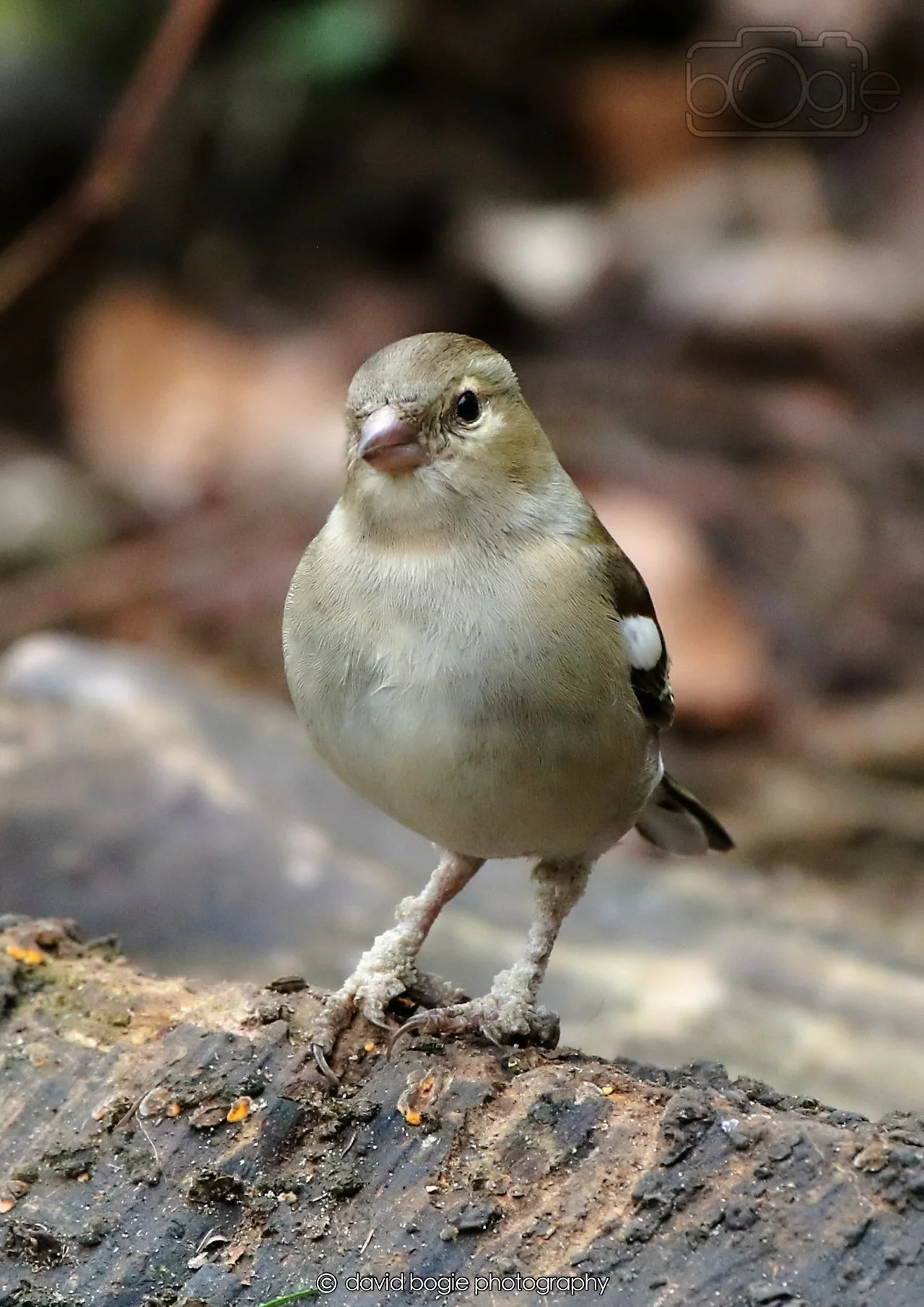 20260326 112530 Silverburn 0136.jpg