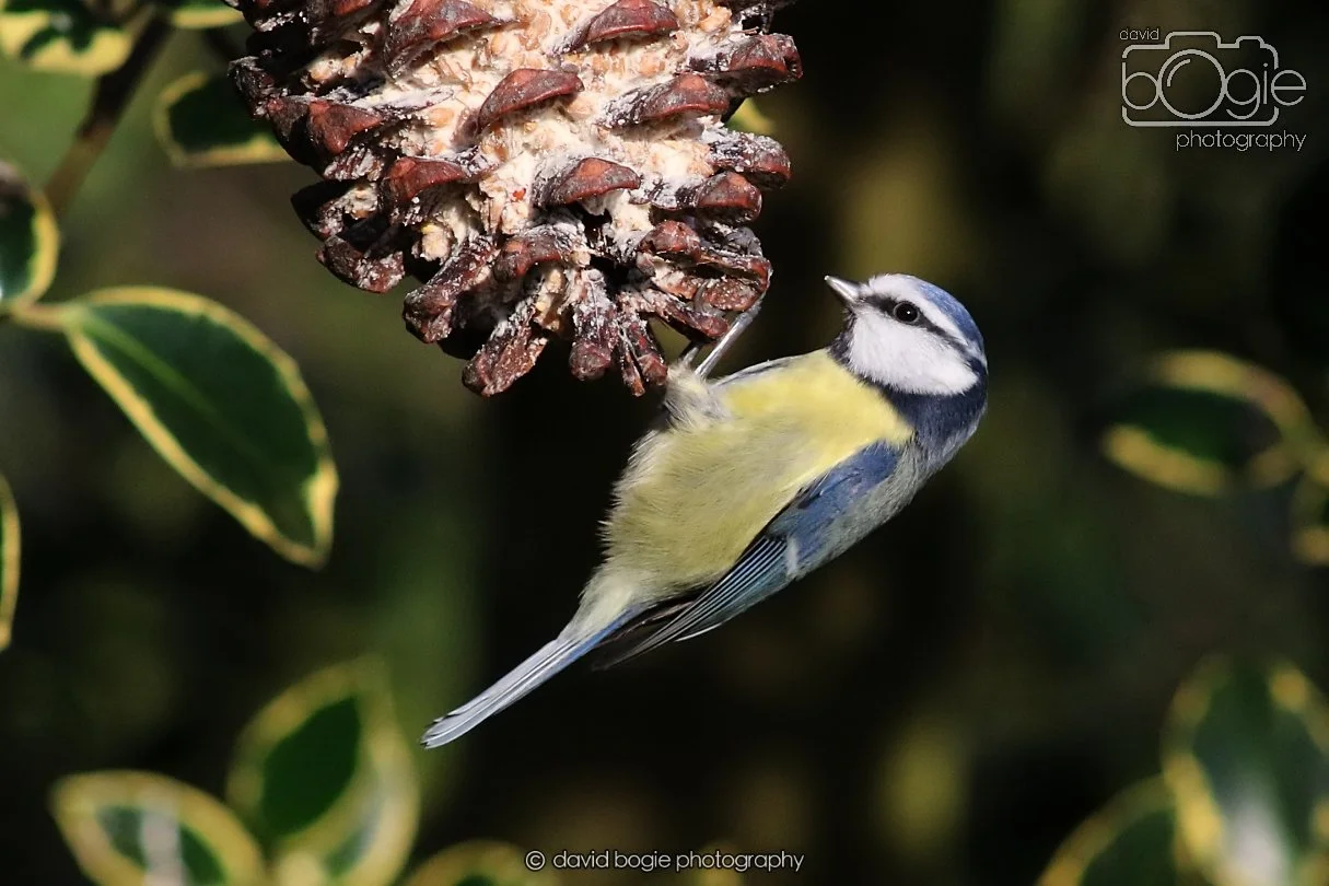 20251231 135320 Silverburn 0334.JPG