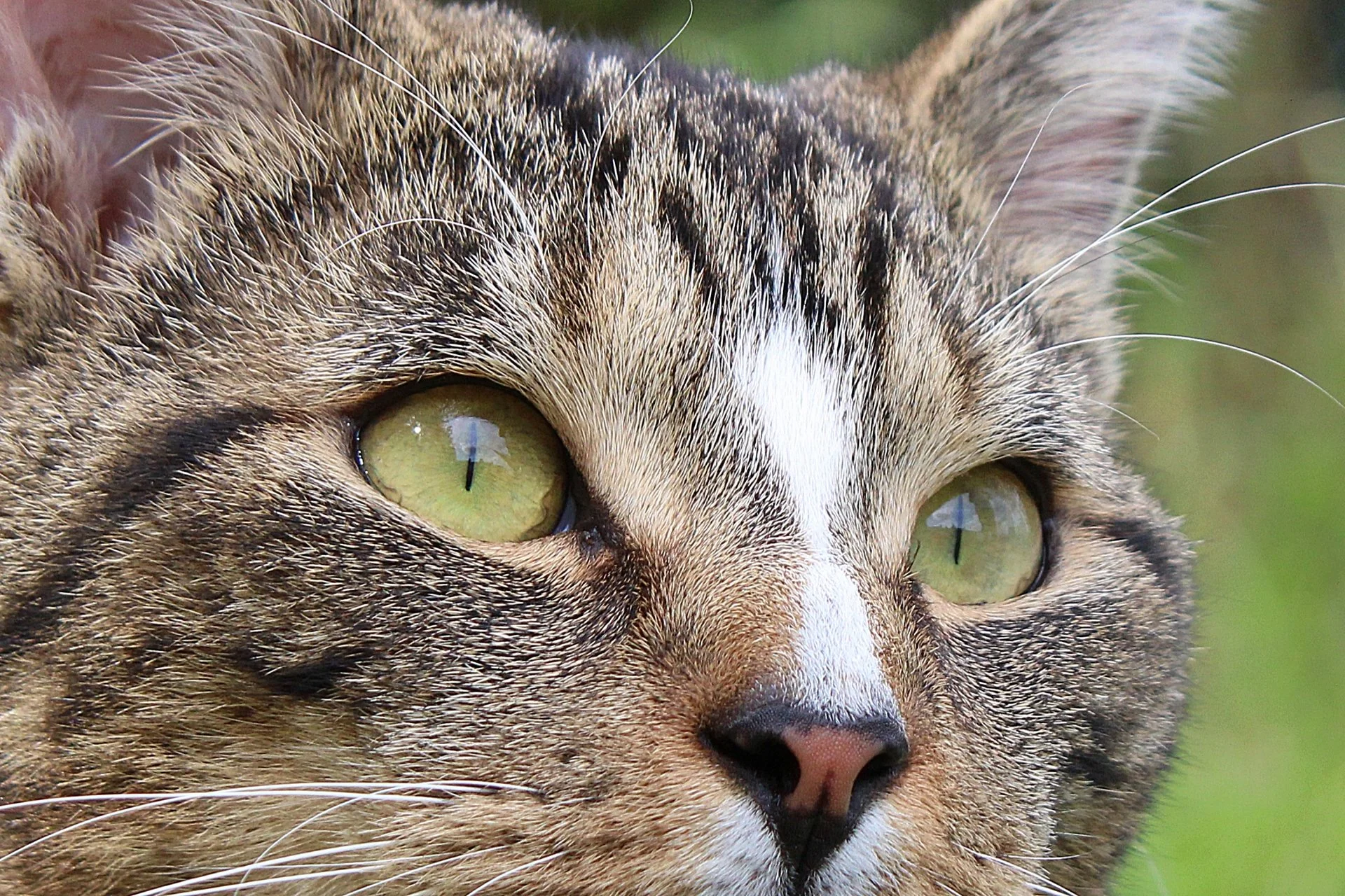 CATS 0286.jpg