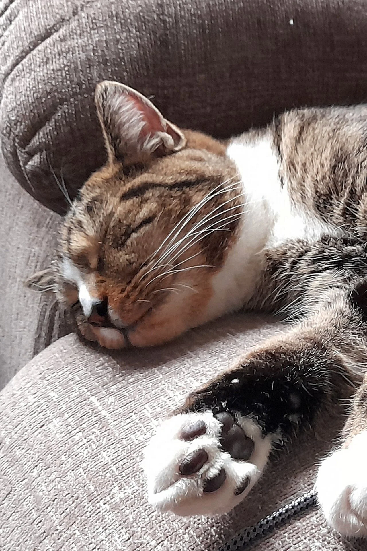 CATS 0137.jpg