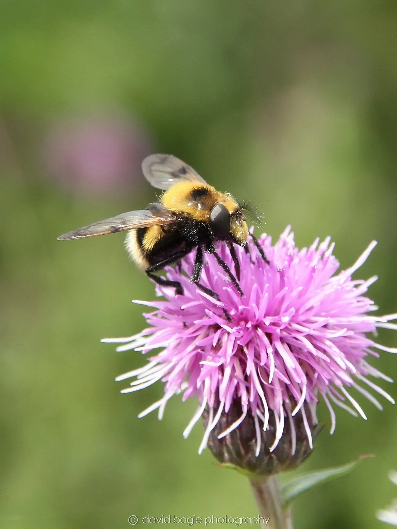 YEAR20240706 134031 Lochore Meadows 0001.jpg