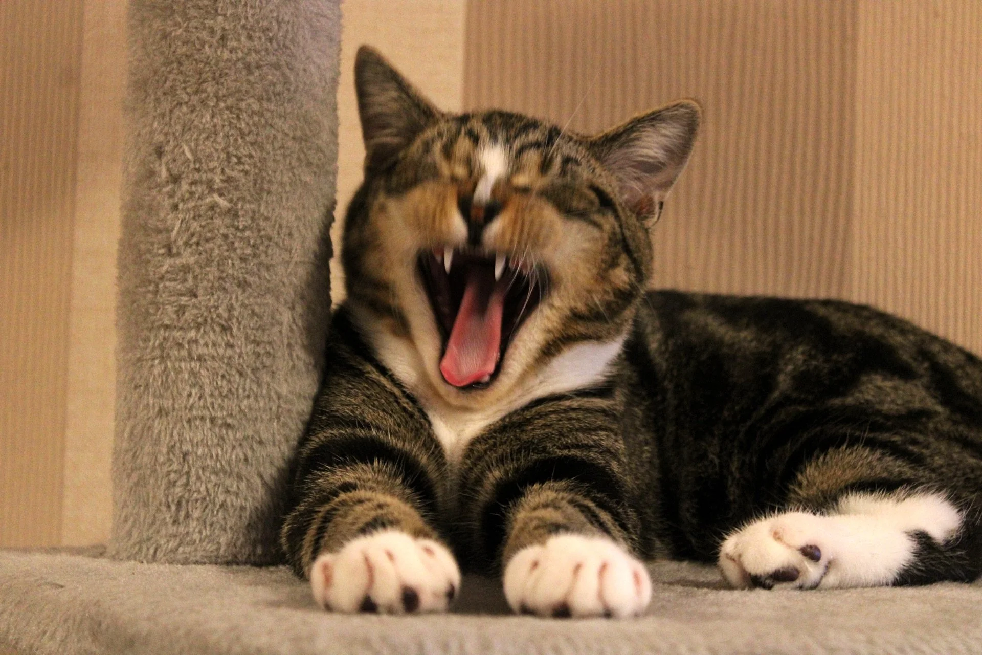 CATS 0129.jpg