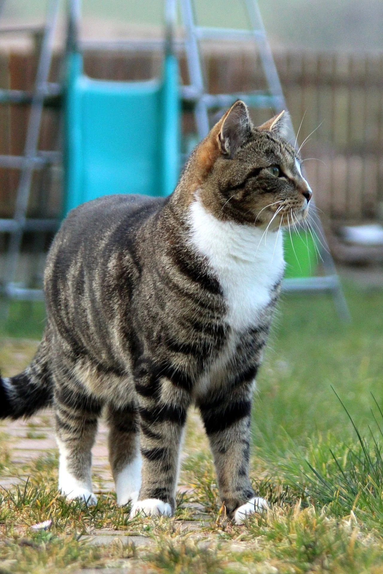 CATS 0161.jpg