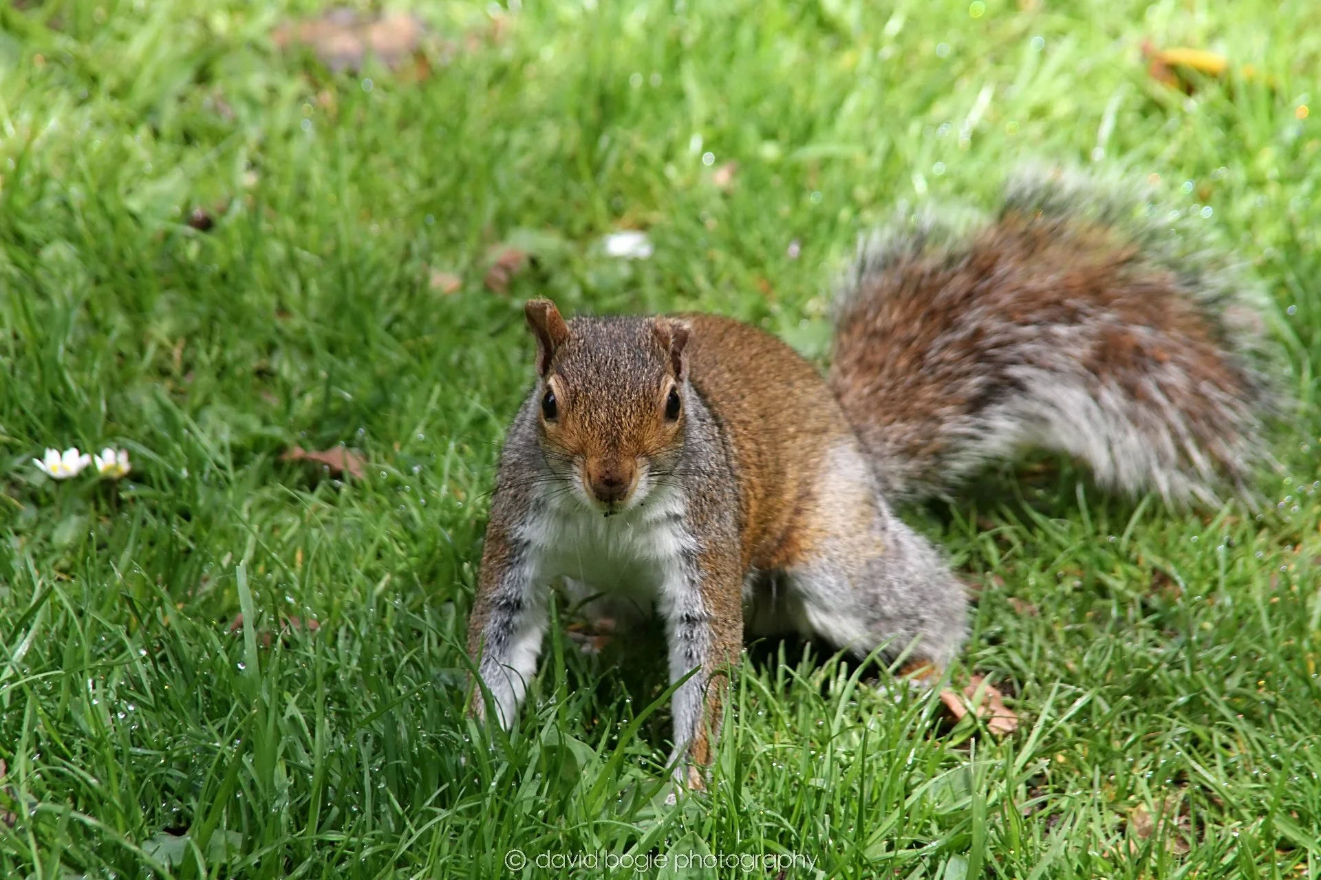 YEAR20230509 Pittencreiff Park 0156.jpg