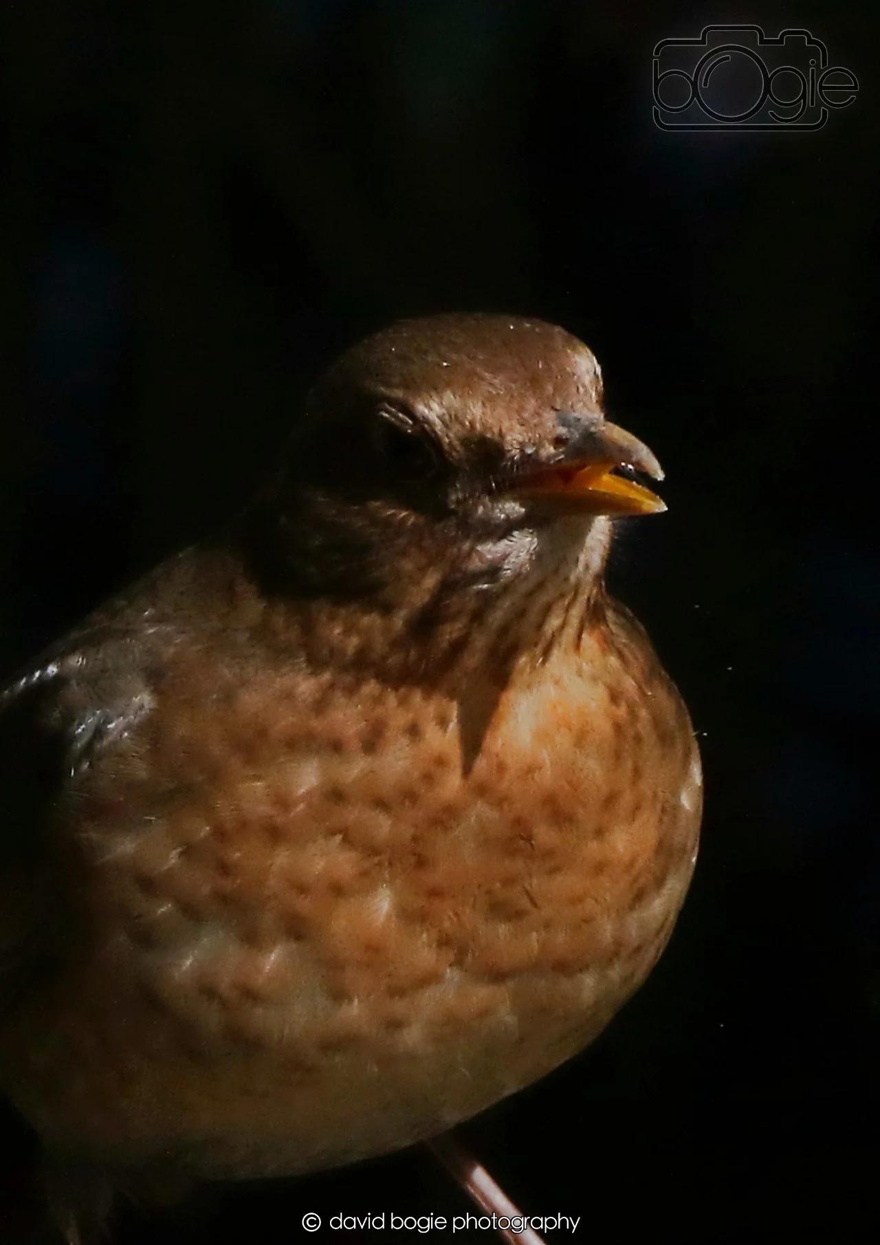 20260403 121401 Dunnikier 0065.jpg