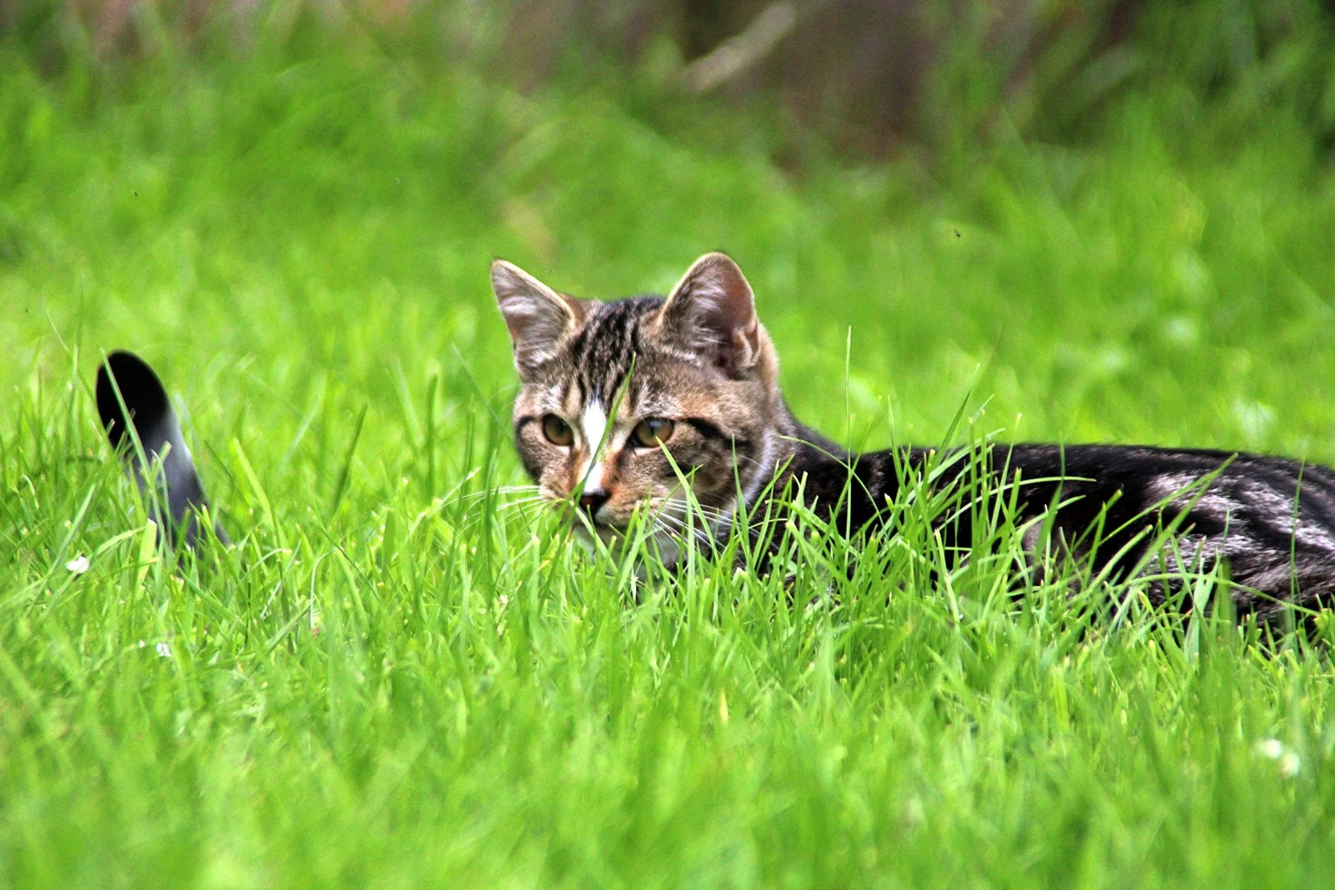 CATS 0106.jpg
