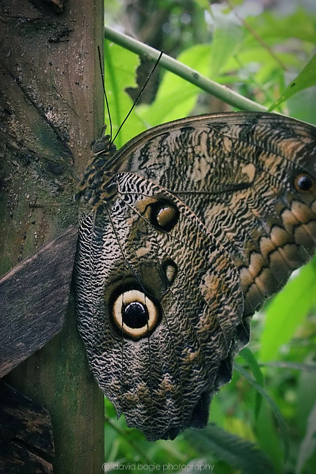 20191019 125337 Butterfly World 0027.jpg